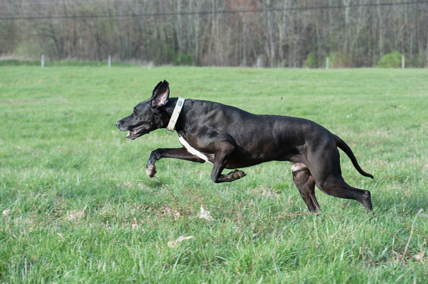 Terrain D.O.G. Brahma Webb Dog Collar
