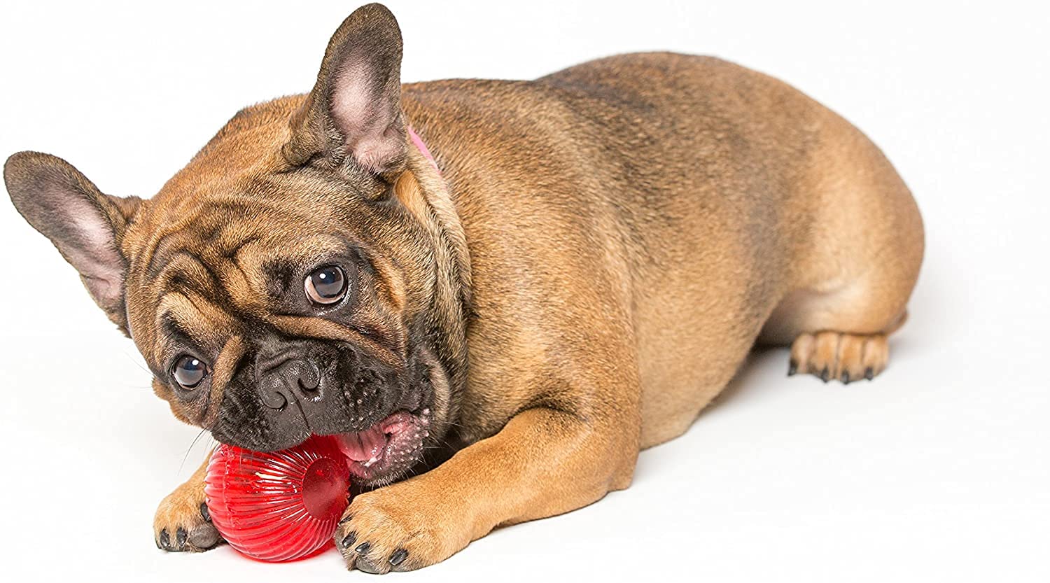 Pet Qwerks Blinky Babble Ball - Flashing Interactive Chew Dog Toy - Medium