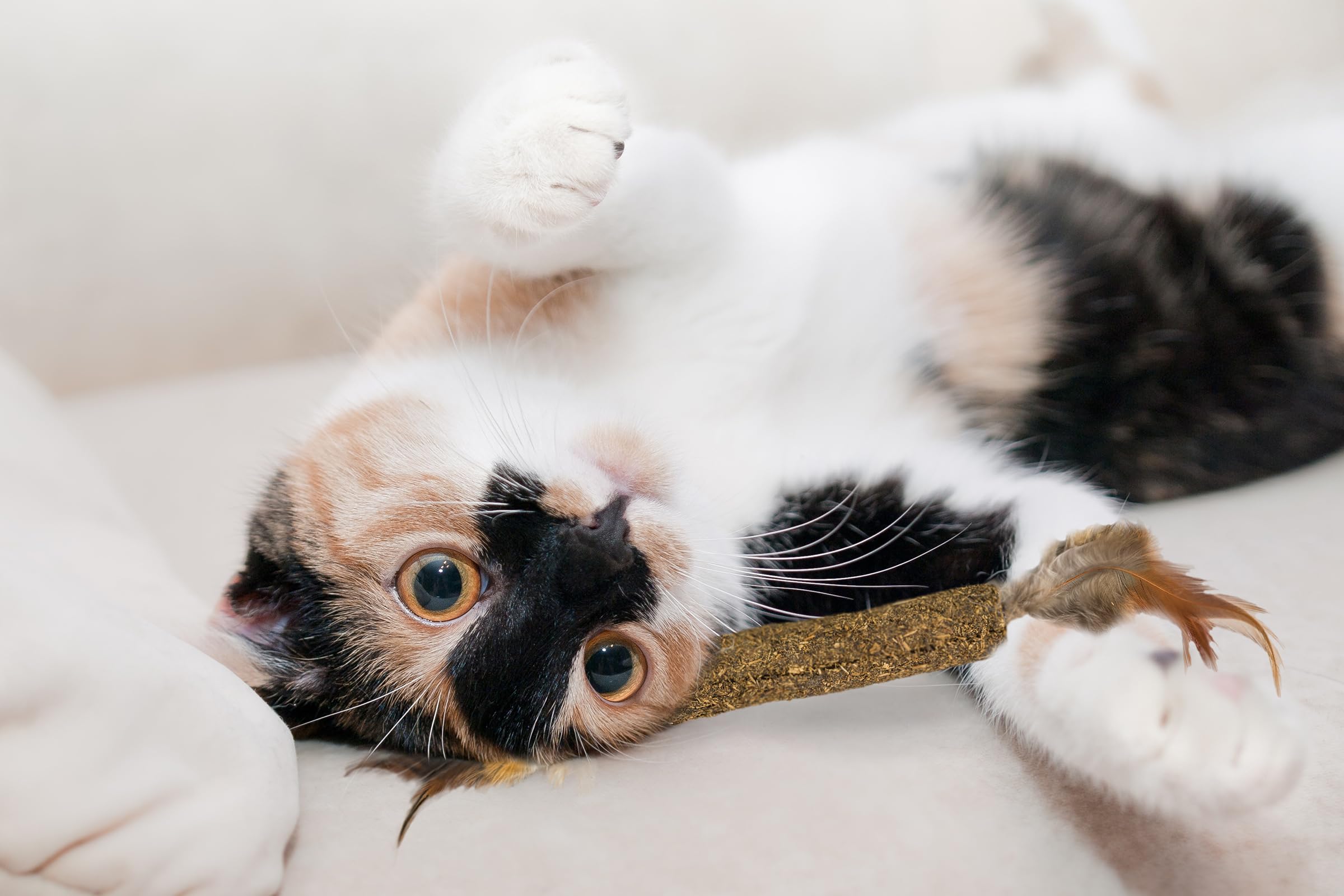 Spot Ethical Pets Catnip Stick Cat Toy With Feathers, 12' (52061)