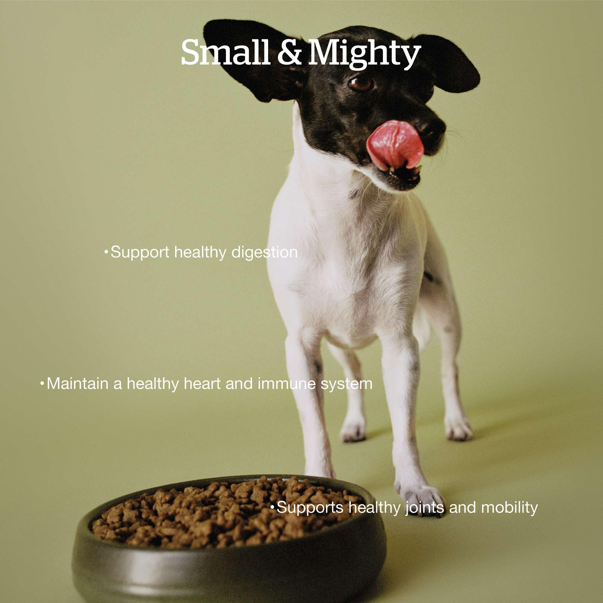 Now Fresh Grain-Free, Dry Dog Food, Small Breed Kibble, Real Meat and Fish, Turkey, Salmon and Duck Senior Recipe, 3.5 lb Bag