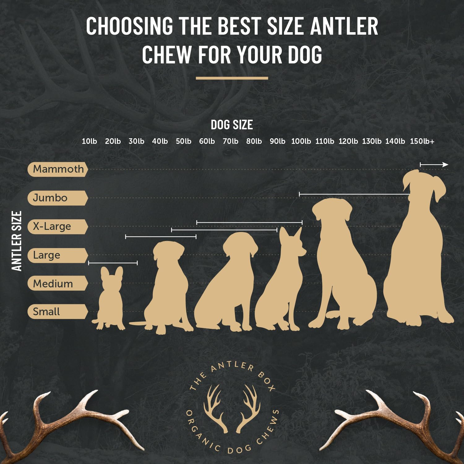 THE ANTLER BOX Premium Elk Antler Dog Chews - 1 lb Bulk Pack, Whole Only, Medium Size