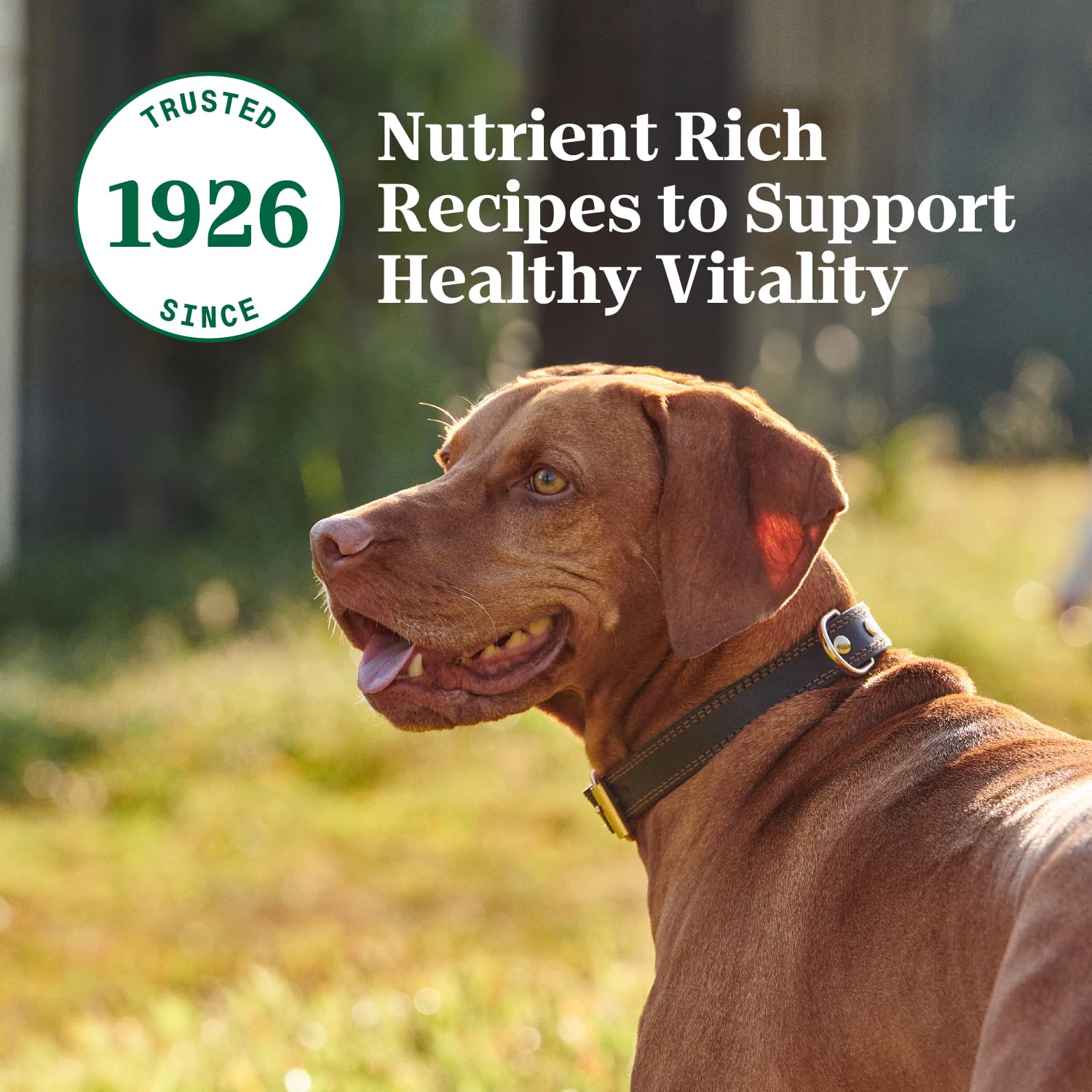Nutro Hearty Stew Adult Natural Grain Free Wet Dog Food Cuts in Gravy Chunky Beef, Tomato, Carrot & Pea Stew, 12.5 oz Cans (12 C