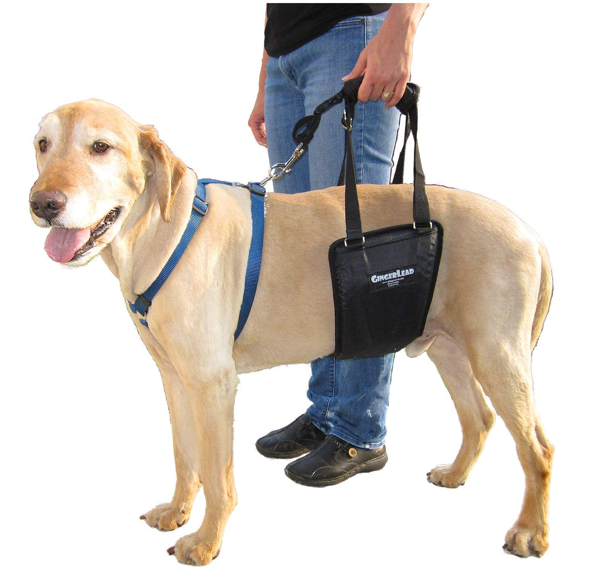 Gingerlead Dog Rear Support Sling Harness, M/Lg Unisex With Cutout Fits Male & Female Dogs. Padded Hip Lifting Aid Helps Old Pet