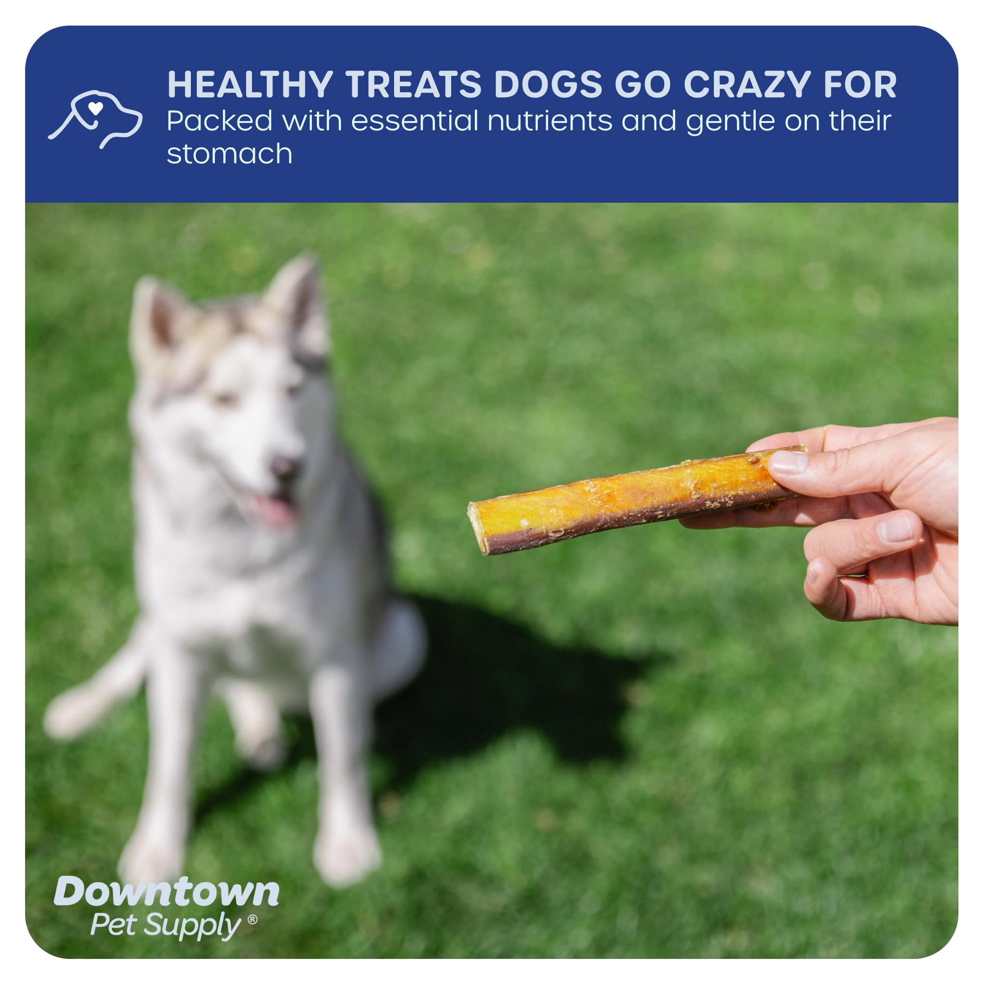 Downtown Pet Supply USA-Made 6, 1 Lb. Jumbo Bully Sticks for Large Dogs - Rawhide Free Dog Chews Long Lasting and Non-Splinterin