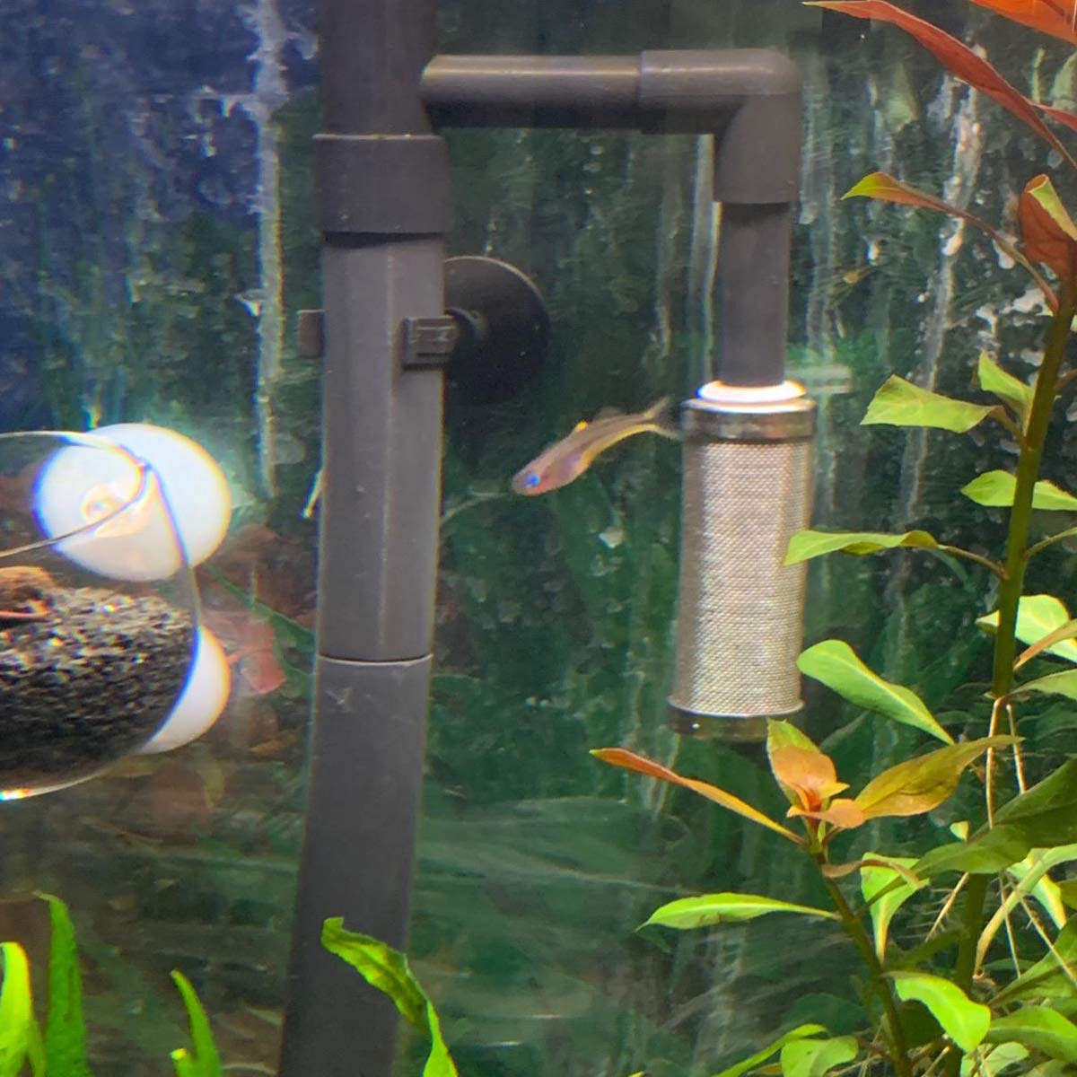 Ailindany 16Mm Aquarium Inflow Inlet Filter Stainless Steel Fish Shrimp Mesh Net Filter Guard