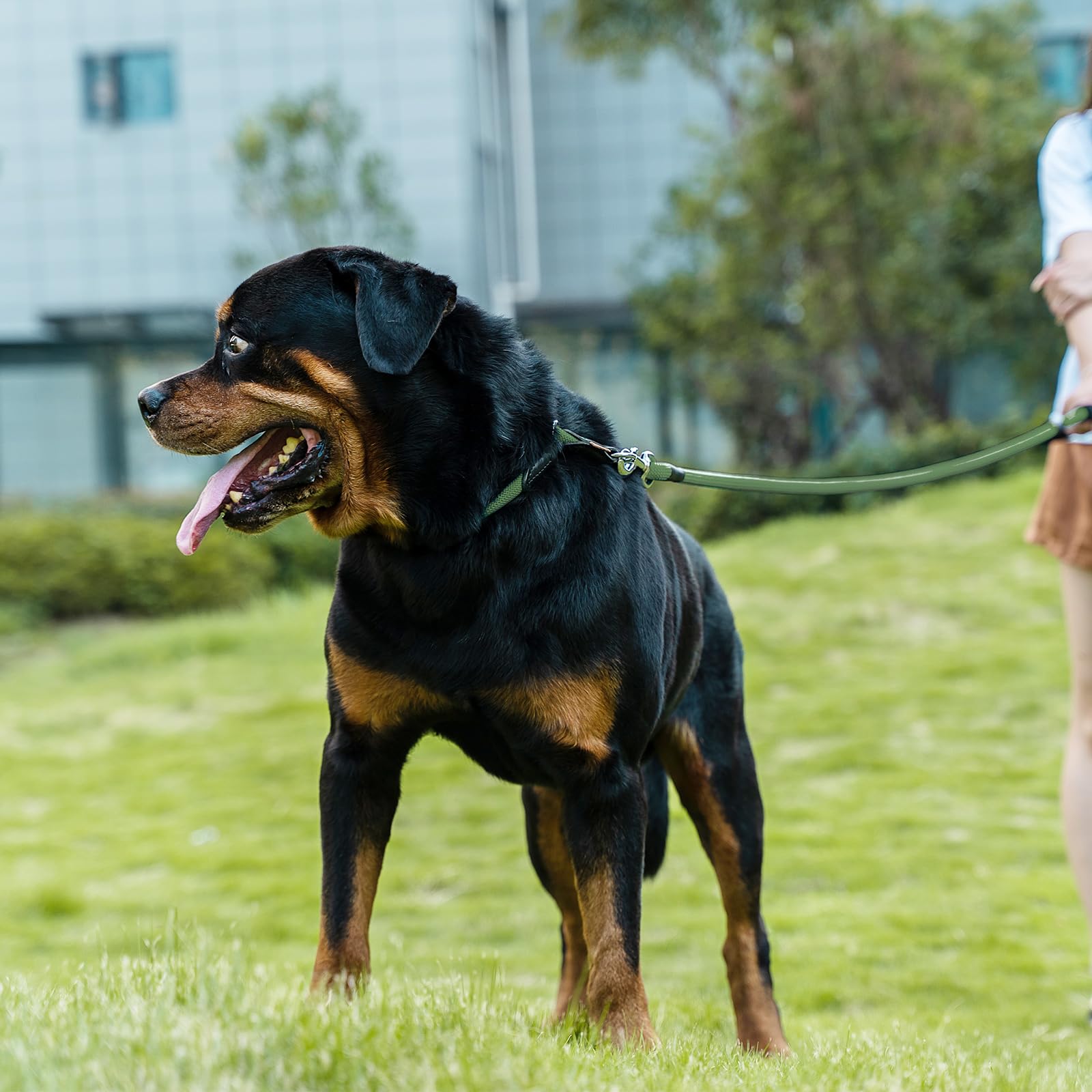 Aiminto Dog Leash, Braided Rope Traction - Walking Training Lead for Medium/Large Dogs ((1/2 '') x 2FT, Dark Green)