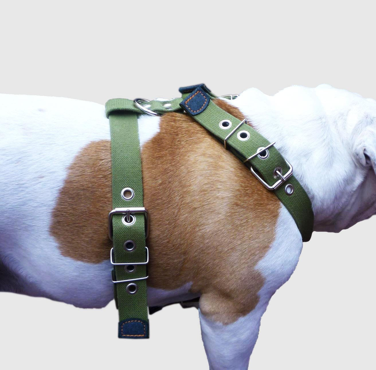 Cotton Web Dog Harness Large. Fits Girth 29'-34.5'. 1.5' Wide Straps, Rottweiler, Doberman, Boxer