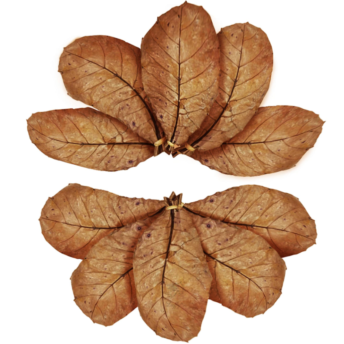 Sungrow Catappa Indian Almond Leaves, 7-8 Inches,10 Catappa Leaves For Betta Fish, Aquarium Water Conditioner, Fish Tank Decorat