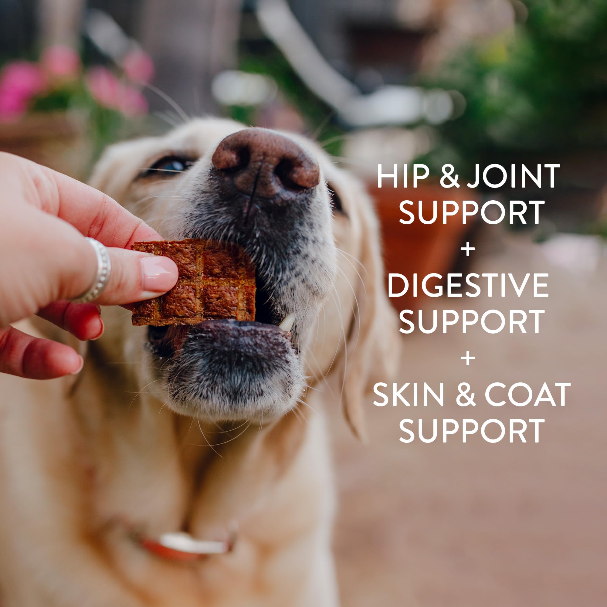 Shameless Pets Jerky Dog Treats, Variety 4-Pack - Healthy Chews with Chicken, Beef, Salmon & Duck for Dogs - Dog Treats with Rea