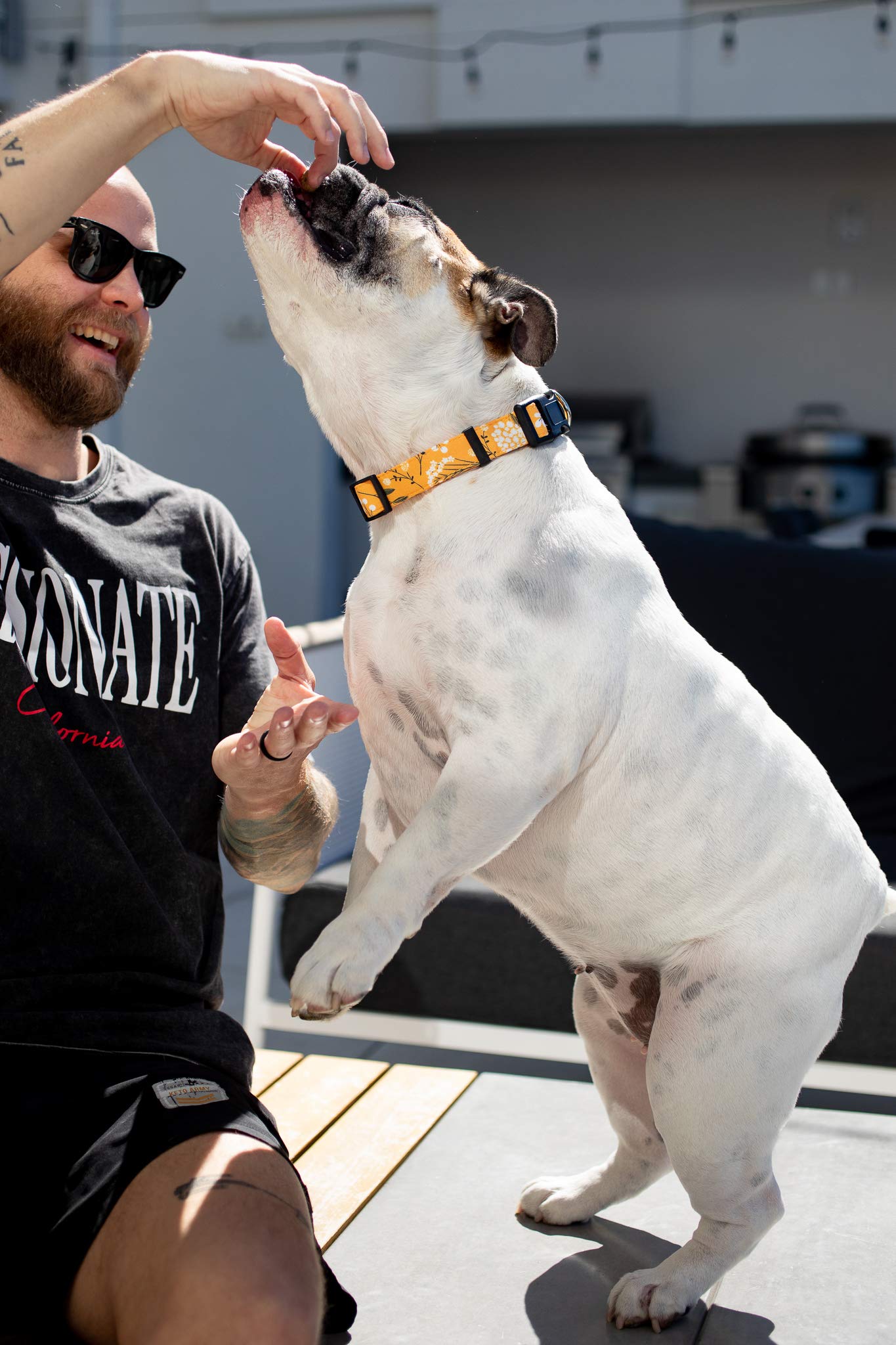 Dog Collar For Small Medium & Large Dogs - Heavy Duty Cotton, Long Lasting, Adjustable, Strong And Durable Puppy Quick Release B