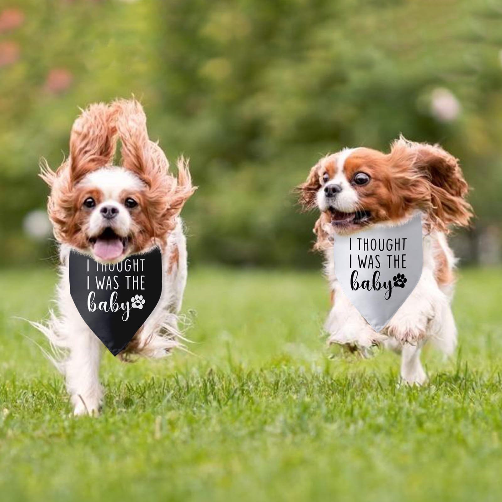 2 Packs I Thought I Was The Baby Dog Bandana Pregnancy Announcement Scarf Accessories Gender Reveal Bandana Baby Announcement Ph