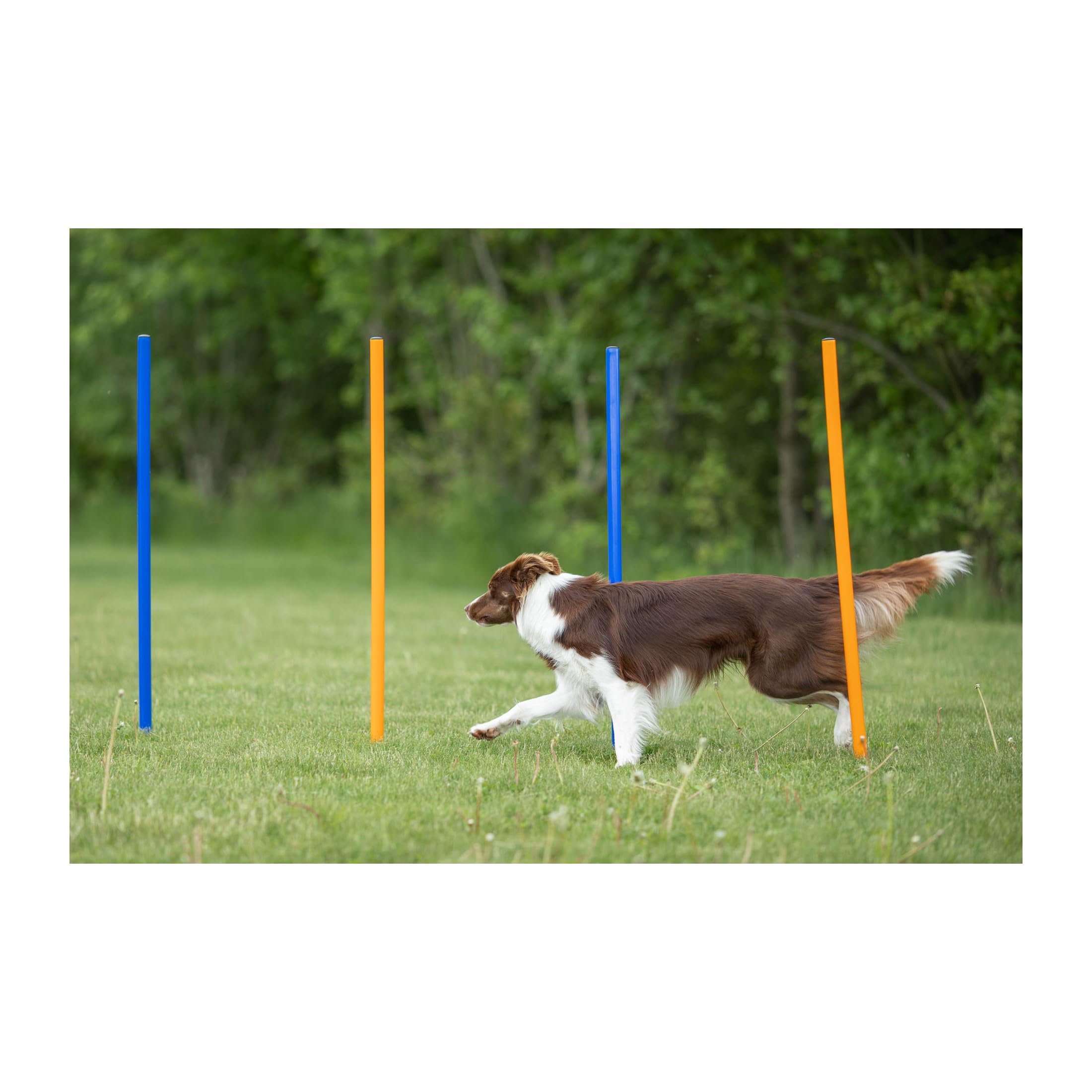 Trixie Dog Agility Course With 12 Slalom Weaves – Dog Weave Poles Ideal For Agility Training For Beginners & Advanced, Dog Agility Equipment For Dog Obstacle Courses