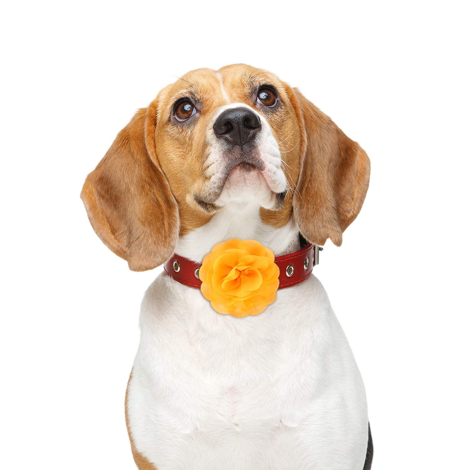 Willbond 8 Pieces Dog Flowers Collar Pet Charms Flower 8 Cm Cat Pet Bow Tie For Puppy Dog Collar Grooming Accessories(Multi-Color)