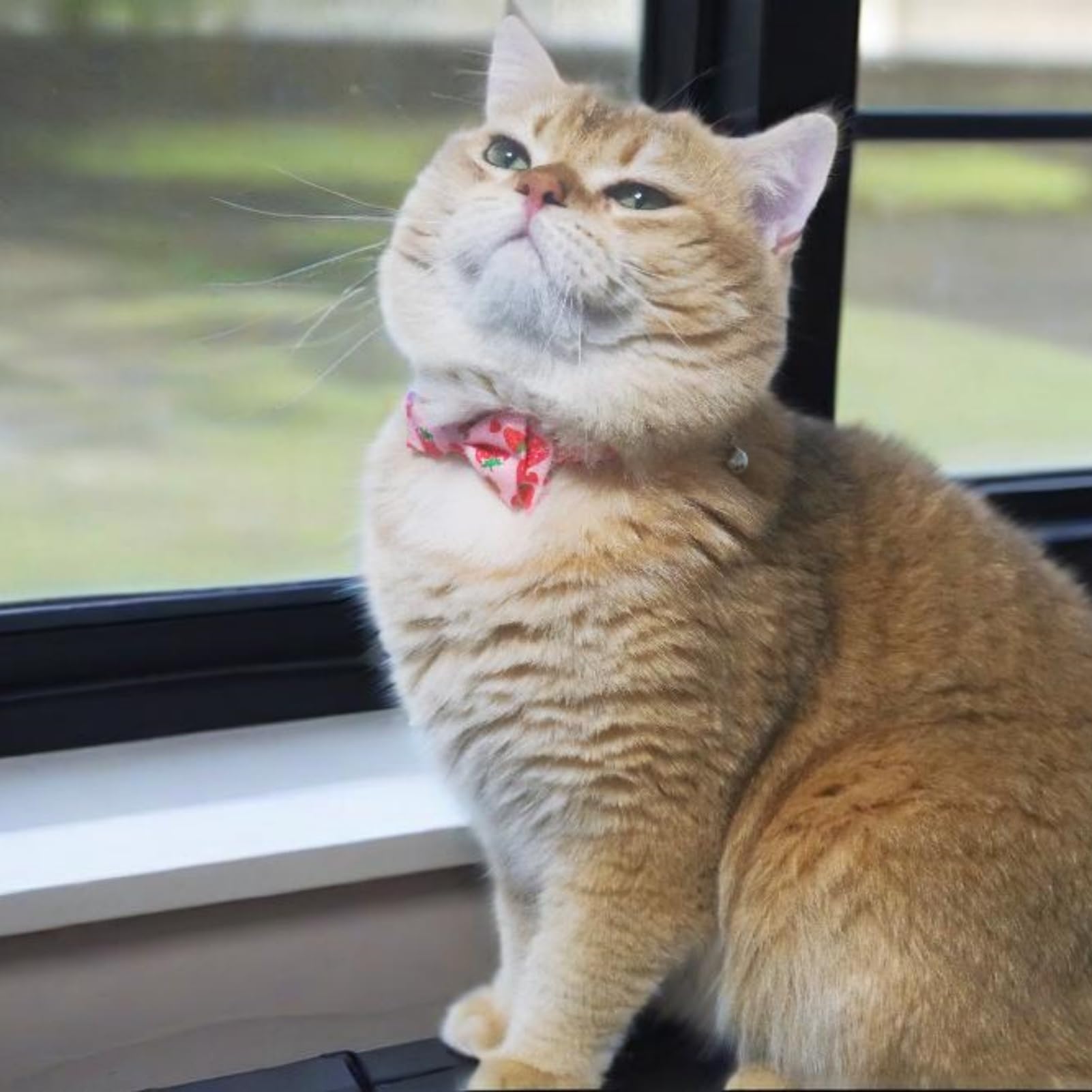 Bow Tie Cat Collar Breakaway With Bell Safety, Removable Bowtie, Adjustable Kitten Collars For Girl Boy Kitty Small Pets, 7'-11