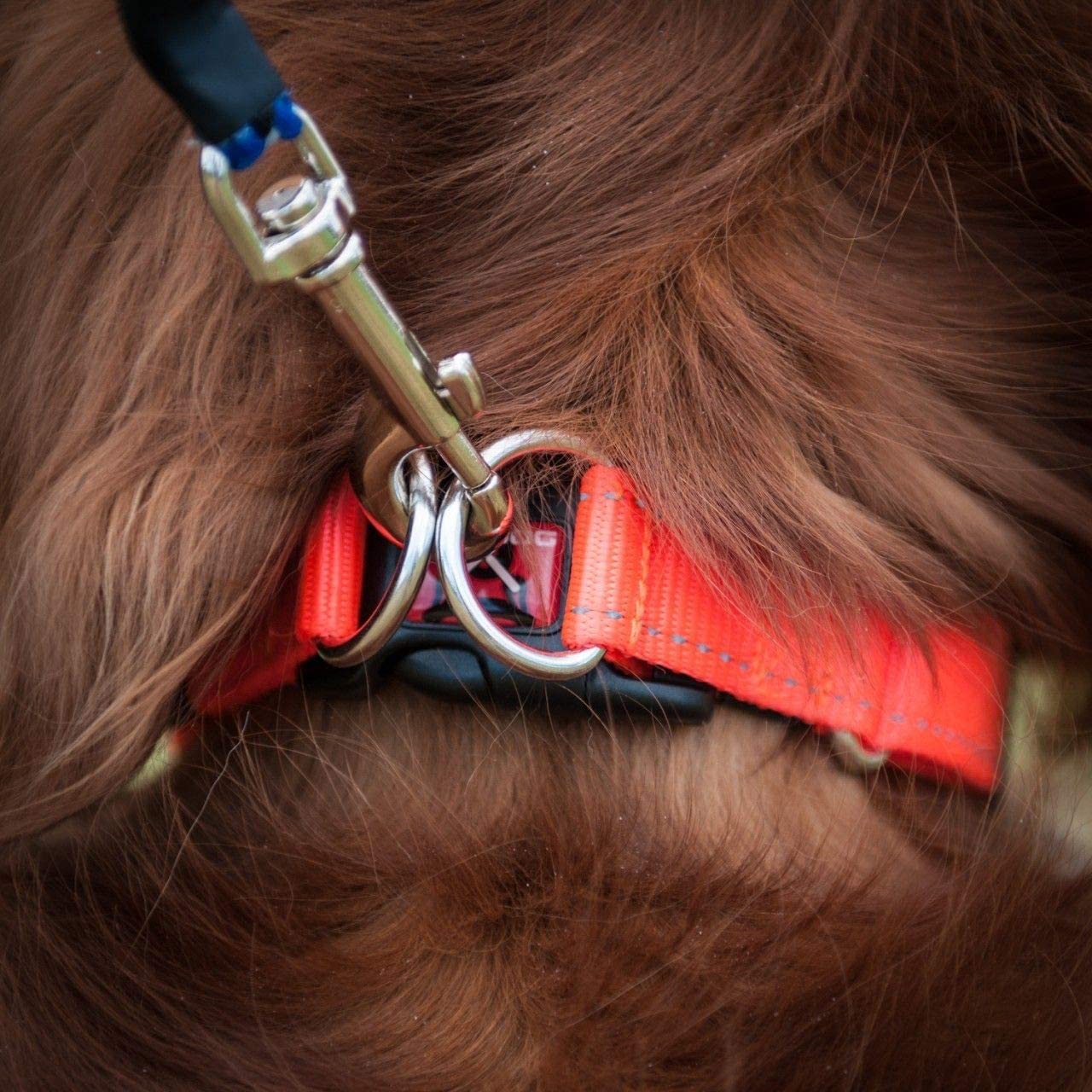 Ezydog Double Up Premium Nylon Dog Collar With Reflective Stitching - Double D-Rings For Superior Strength, Safety, And Comfortability - Non-Rusting And Includes An Id Attachment (Large, Blue)