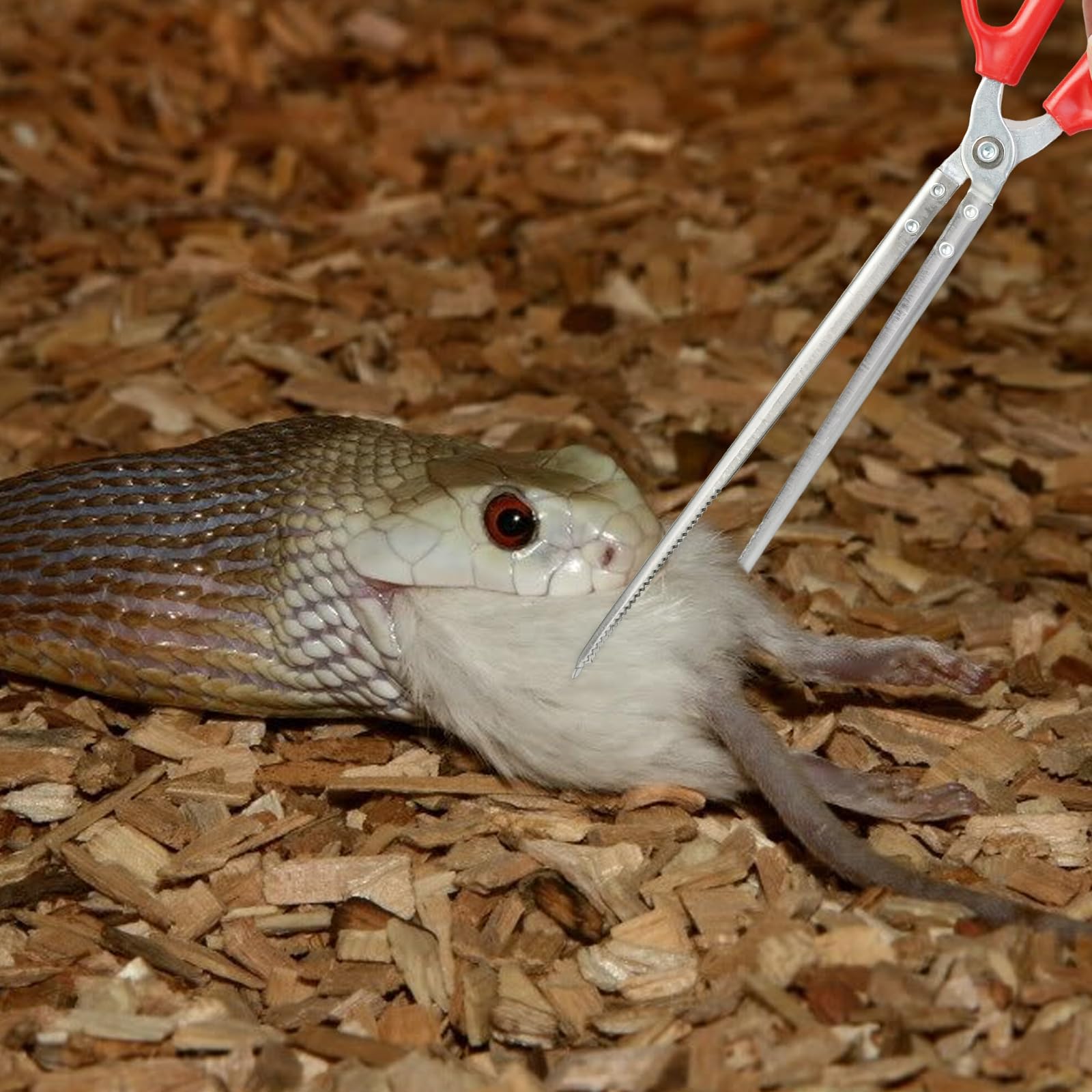 Fwunyvn Snake Feeding Tongs,14.8 Inch Straight Mouth Reptile Feeding Tongs,Heavy Duty Snake Feeding Tongs For Corn Ball Python A