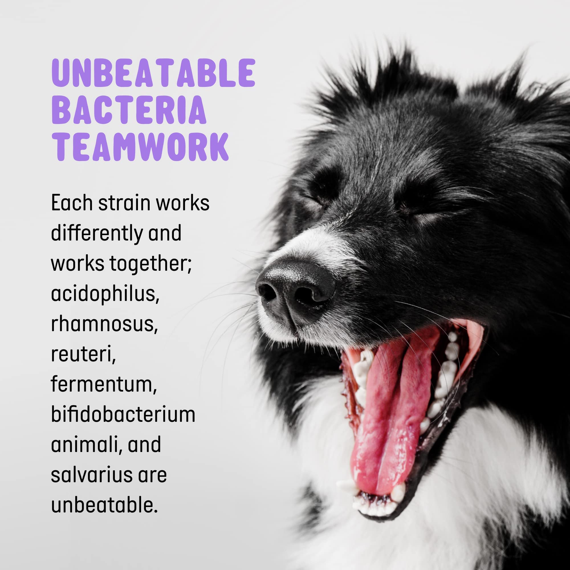 Active Chews | Pet Probiotics for Dogs | Dog Probiotics and Digestive Enzymes for Dogs Diarrhea, Gut Health for Dogs | Probiotic