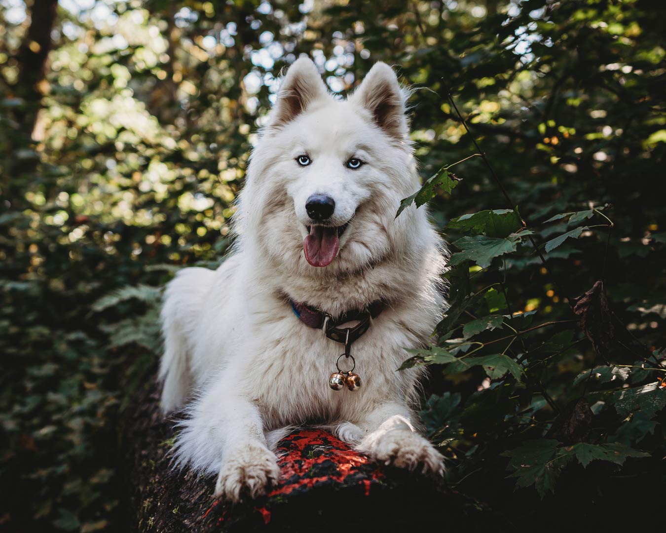 Beau'S Bells 2 Extra Loud Cat & Dog Bells | Pet Tracker | Save Birds & Wildlife | Luxury Handmade Copper (Large)