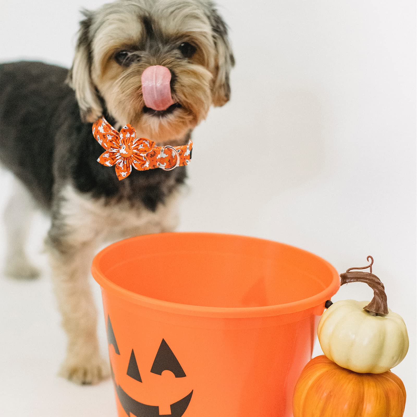 Lionheart Glory Halloween Dog Collars, Dog Collar With Flower Heavy Duty Adjustable Fall Dog Collar For X-Large Dogs Collar Flower Dog Collar Female Or Male Dog Collar