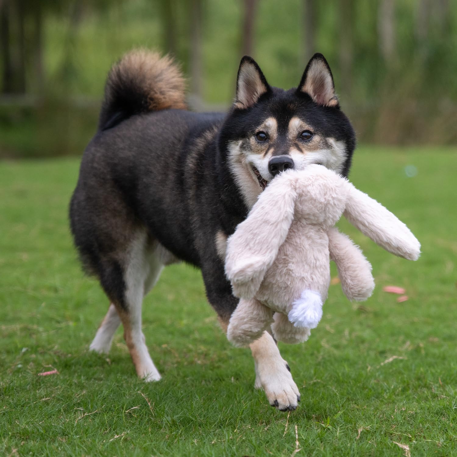 Best Pet Supplies Interactive Squeaky Dog Chew Toy, Ideal Dog Toys for Chewers, Small, Medium & Large Dogs, and Fetch Lovers - B
