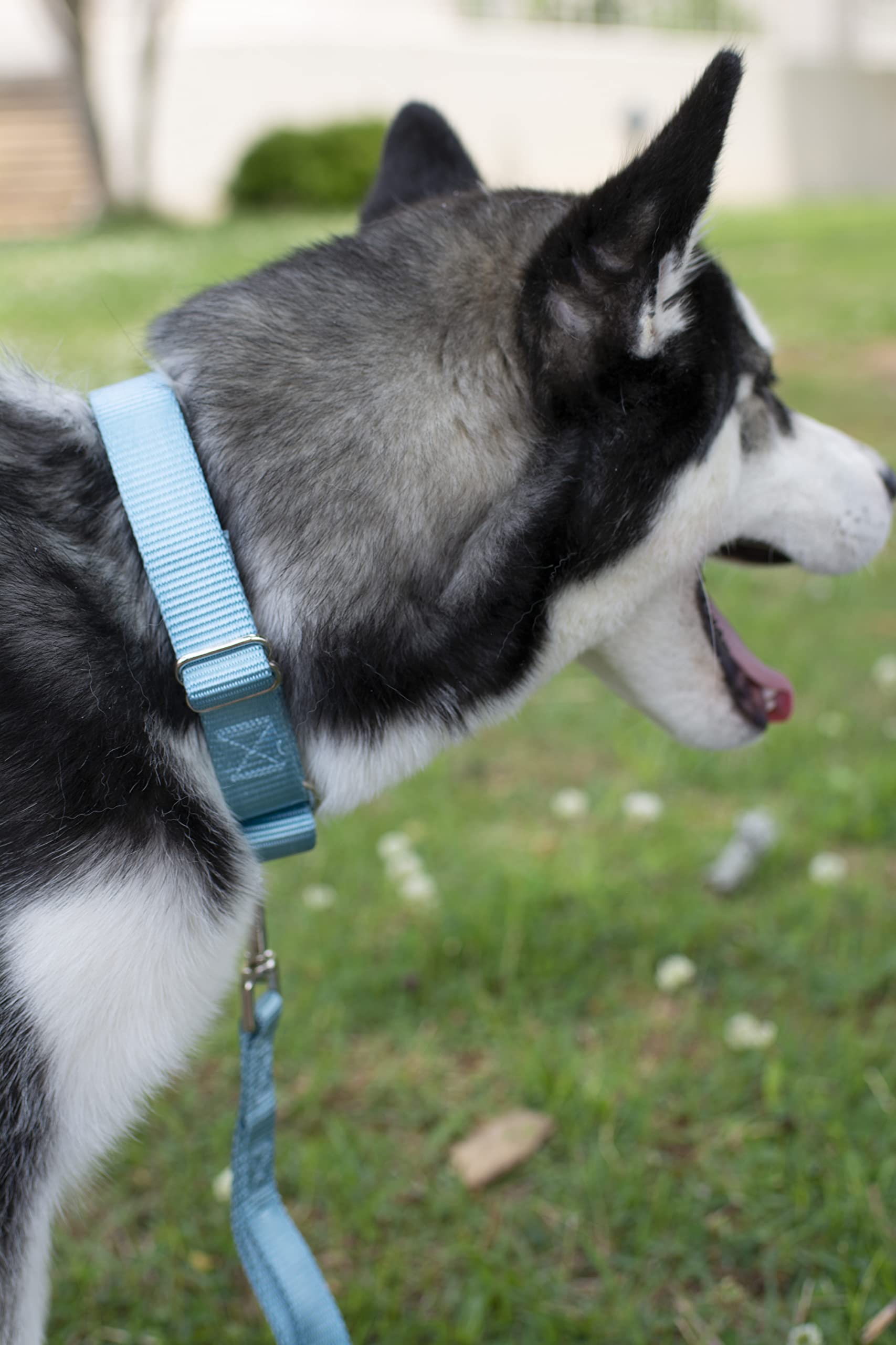 Country Brook Petz - Ocean Blue Martingale Heavy Duty Nylon Dog Collar - 21 Vibrant Color Options (3/8 Inch Width, Mini)