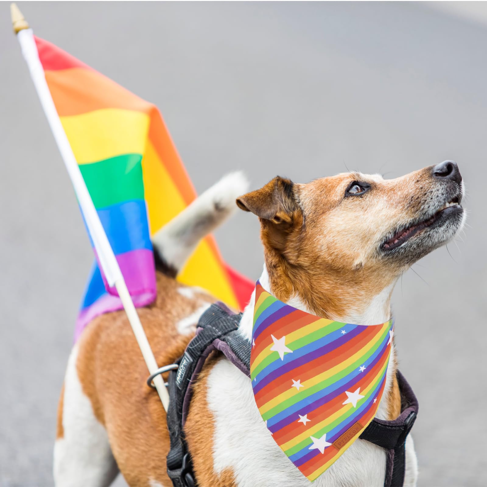 Ptdecor Rainbow Dog Bandanas Pride Day, Multi Size,Love Is Love    Pet Scarf Reversible Triangle Lgbt+ Rainbow Bandanas For Smal