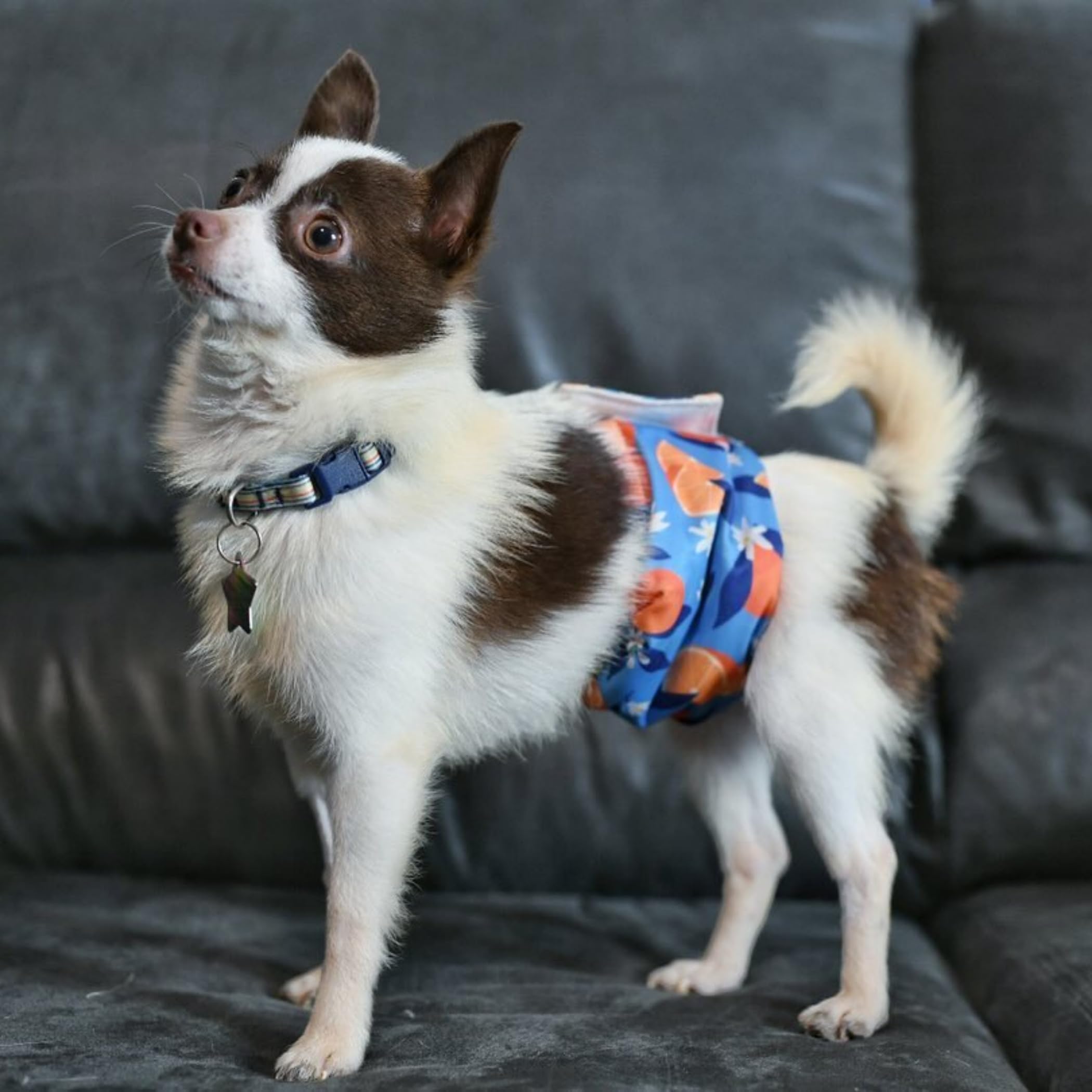 Wegreeco Washable Male Dog Belly Band (Stylish Pattern)- Pack Of 3 - Washable Male Dog Belly Wrap, Dog Diapers Male (Fruit, Medium)