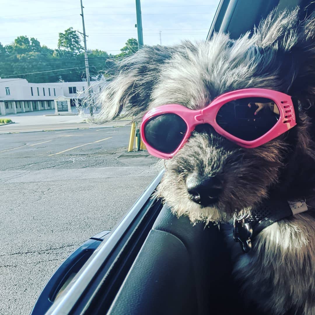 Namsan Dog Sunglasses Medium Breed Uv Protection Dog Goggles For Small To Medium Dogs Windproof Anti-Fog Snowproof Puppy Glasses, Easy Wear/Adjustable (Pink)