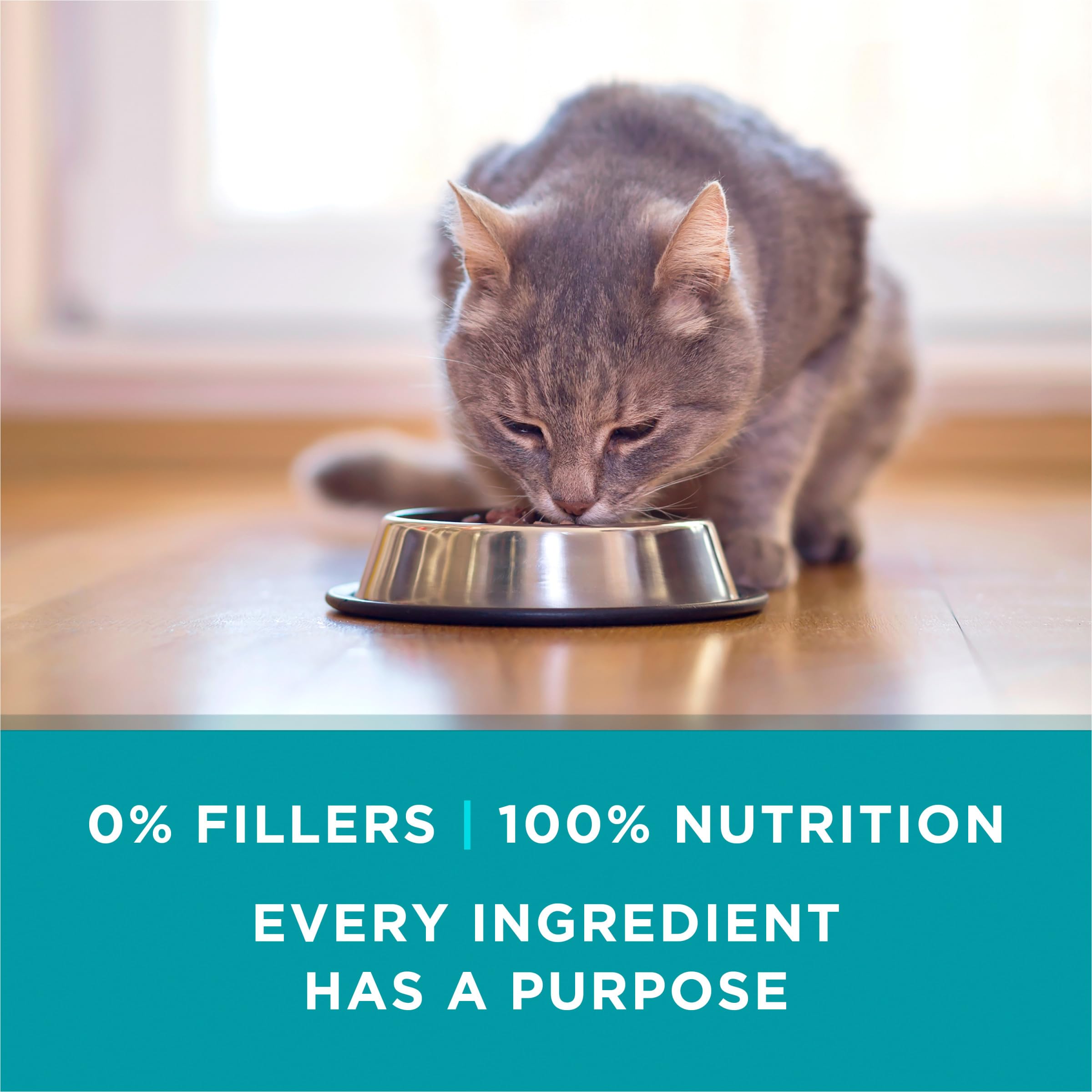 Purina ONE Natural, High Protein Cat Food, Turkey Recipe in Gravy - (Pack of 24) 3 oz. Pull-Top Cans
