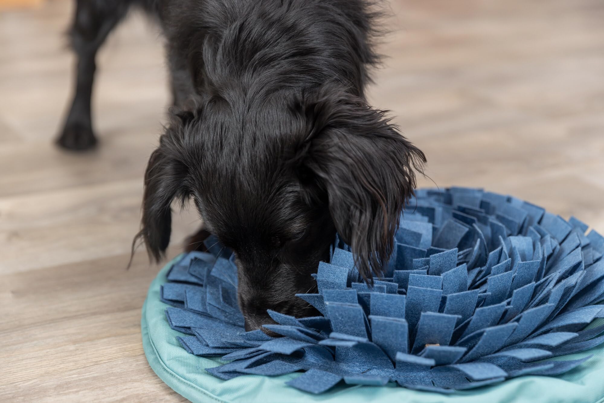 TRIXIE Snuffle & Seek Bowl, Adjustable Snuffle Mat for Dogs, Interactive Slow Feeder, Level 1 Enrichment Puzzle for Dogs & Cats