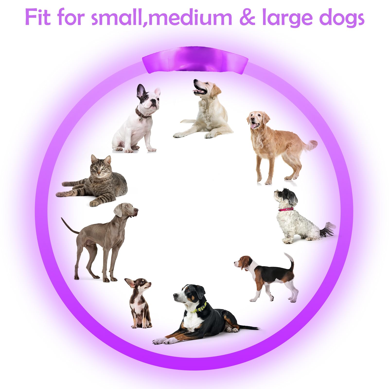 BSEEN Light Up Dog Collar - USB Rechargeable, Purple Safety Necklace for Small, Medium & Large Dogs
