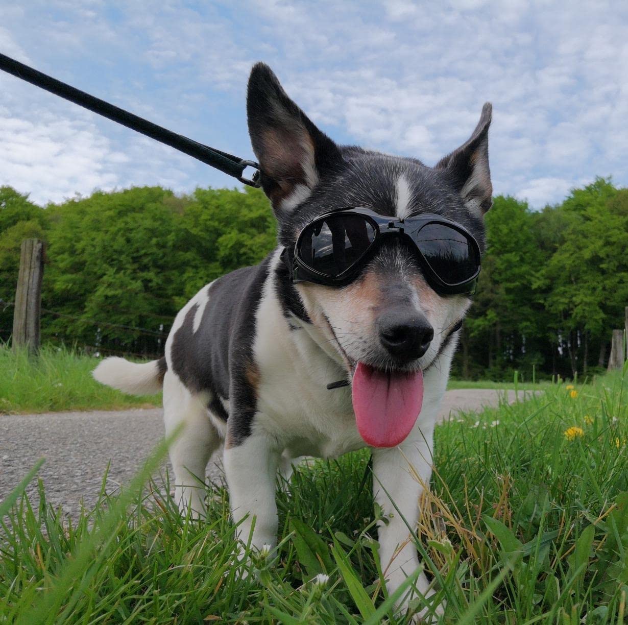 Petleso Dog Goggles Medium Breed, Dog Sunglasses For Medium Dogs Eye Protection Windproof, Black