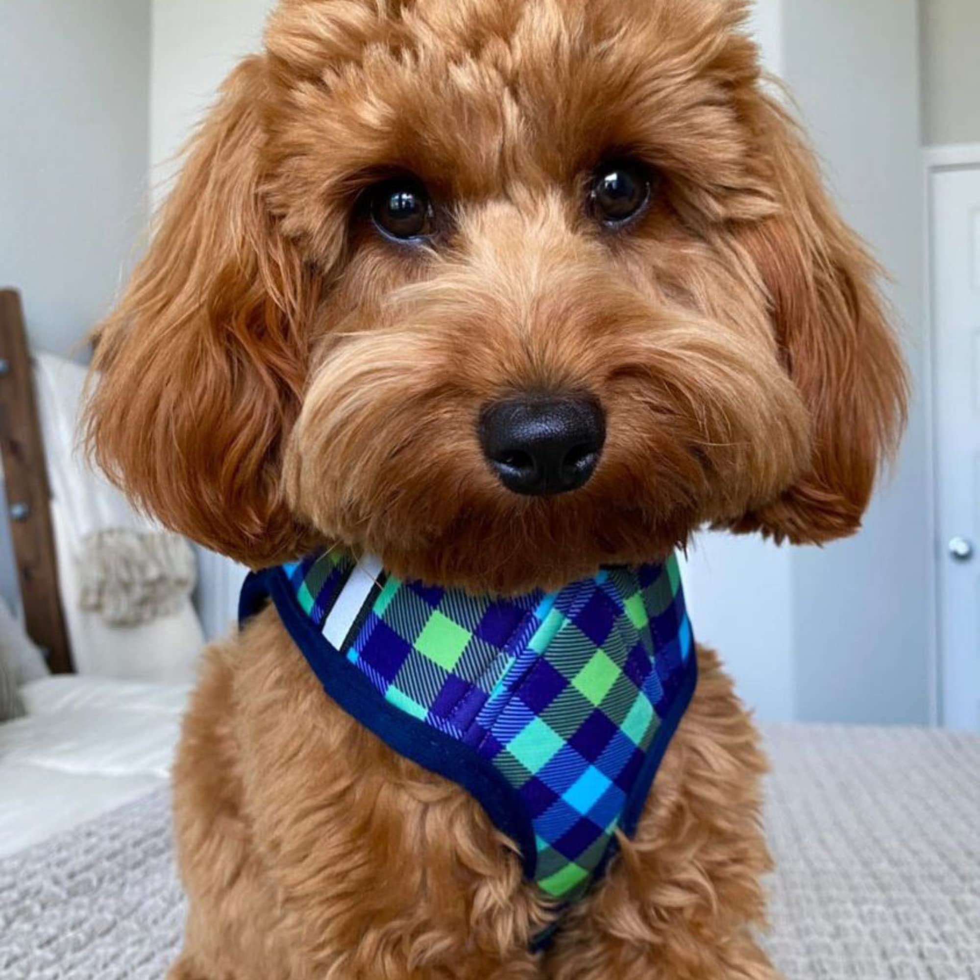 Huxley & Kent Hudson Walking & Training Harness - Blue/Green Check (Large, 22-35Lbs) - Easy Control Step-In Mesh Vest Harness Wi