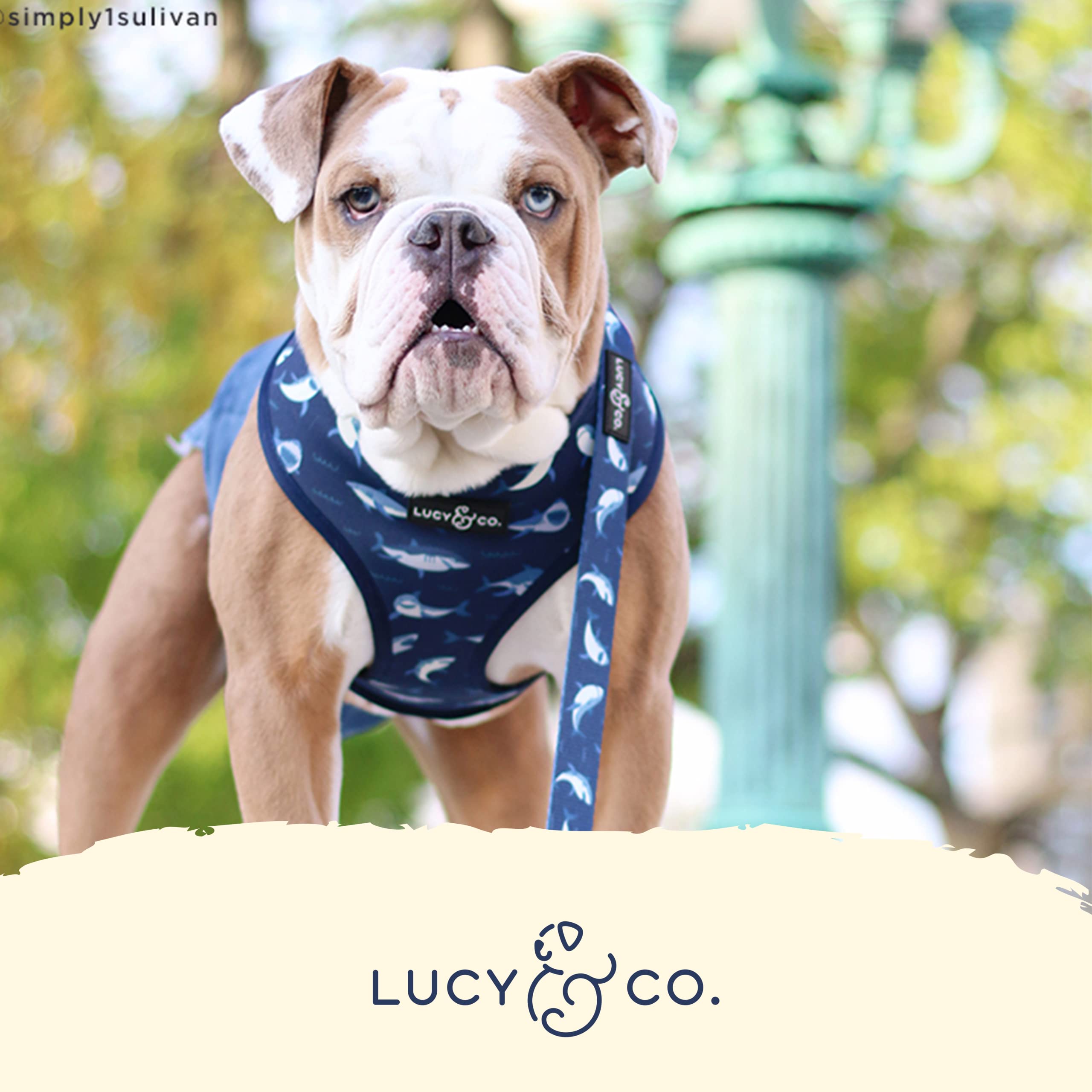 Reversible Dog Harness Walking Halter - Best Designer Pet Harnesses For Extra Small Medium Large Xl Dogs Plus Pug Breeds - Padde
