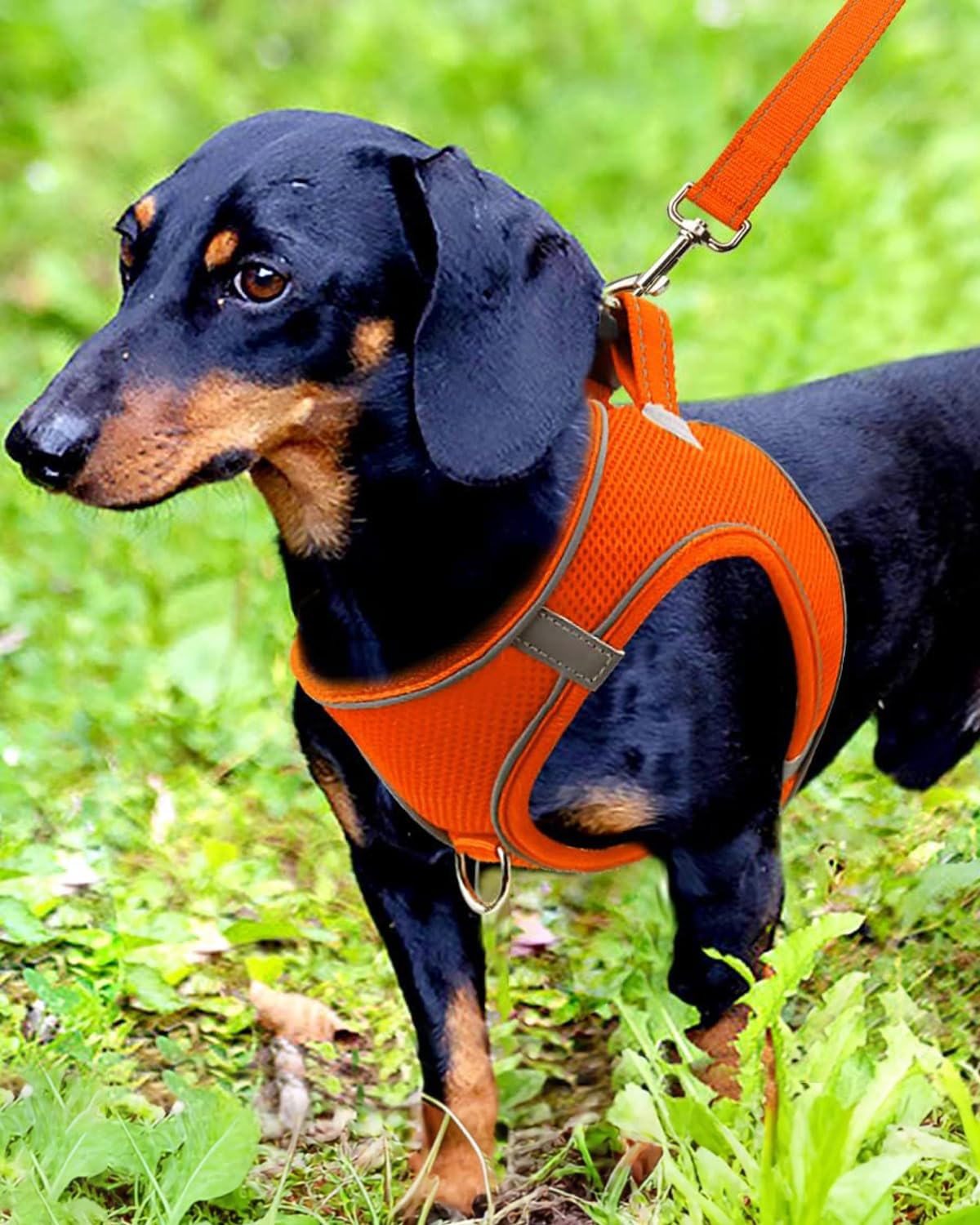 Joytale Step In Dog Harness,12 Colors,Breathable Mesh Vest Harness,Reflective Soft Padded Harnesses For Small And Medium Dogs,Orange,M