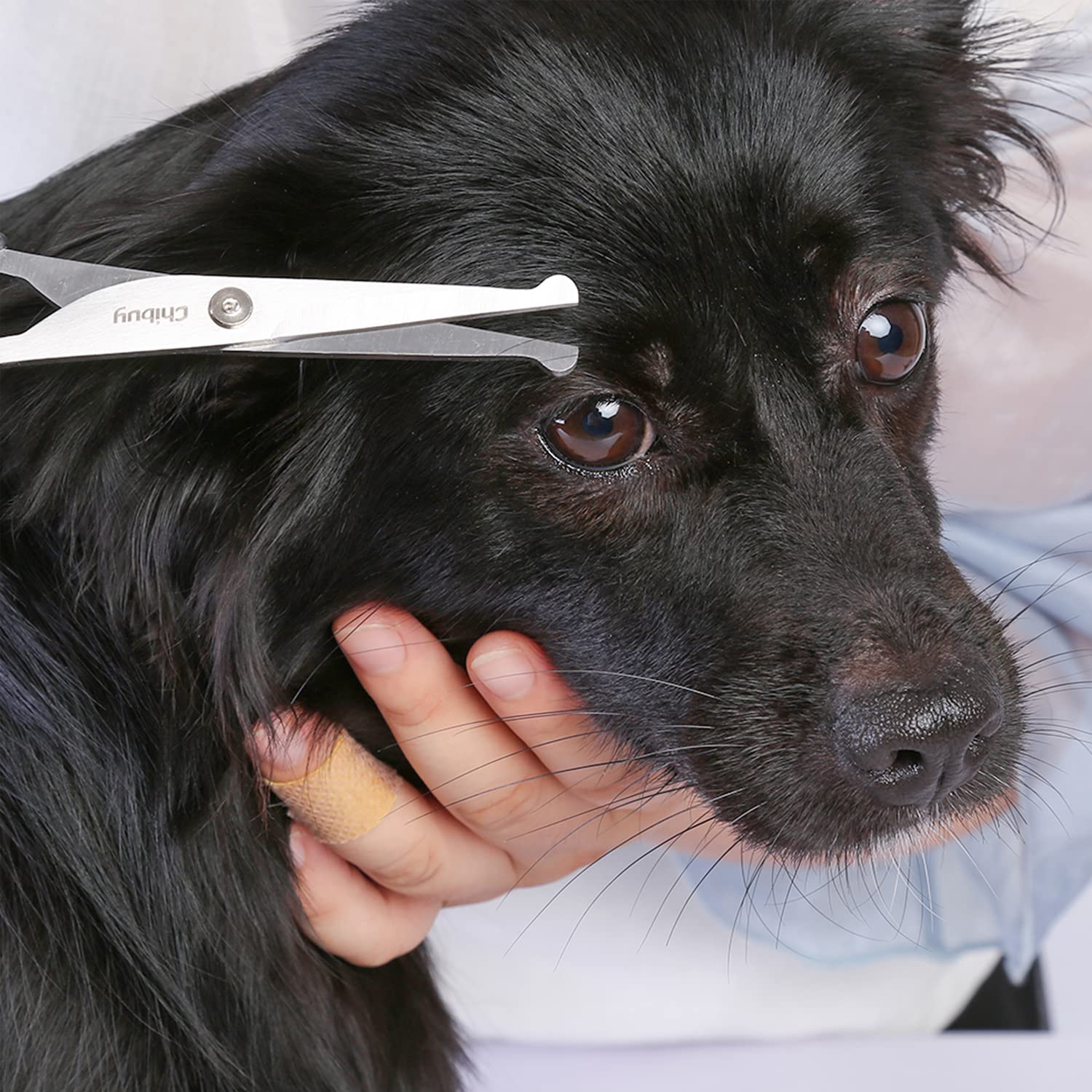 Chibuy Professional Pet Grooming Scissors With Round Tip Stainless Steel Dog Eye Cutter For Dogs And Cats, Professional Grooming