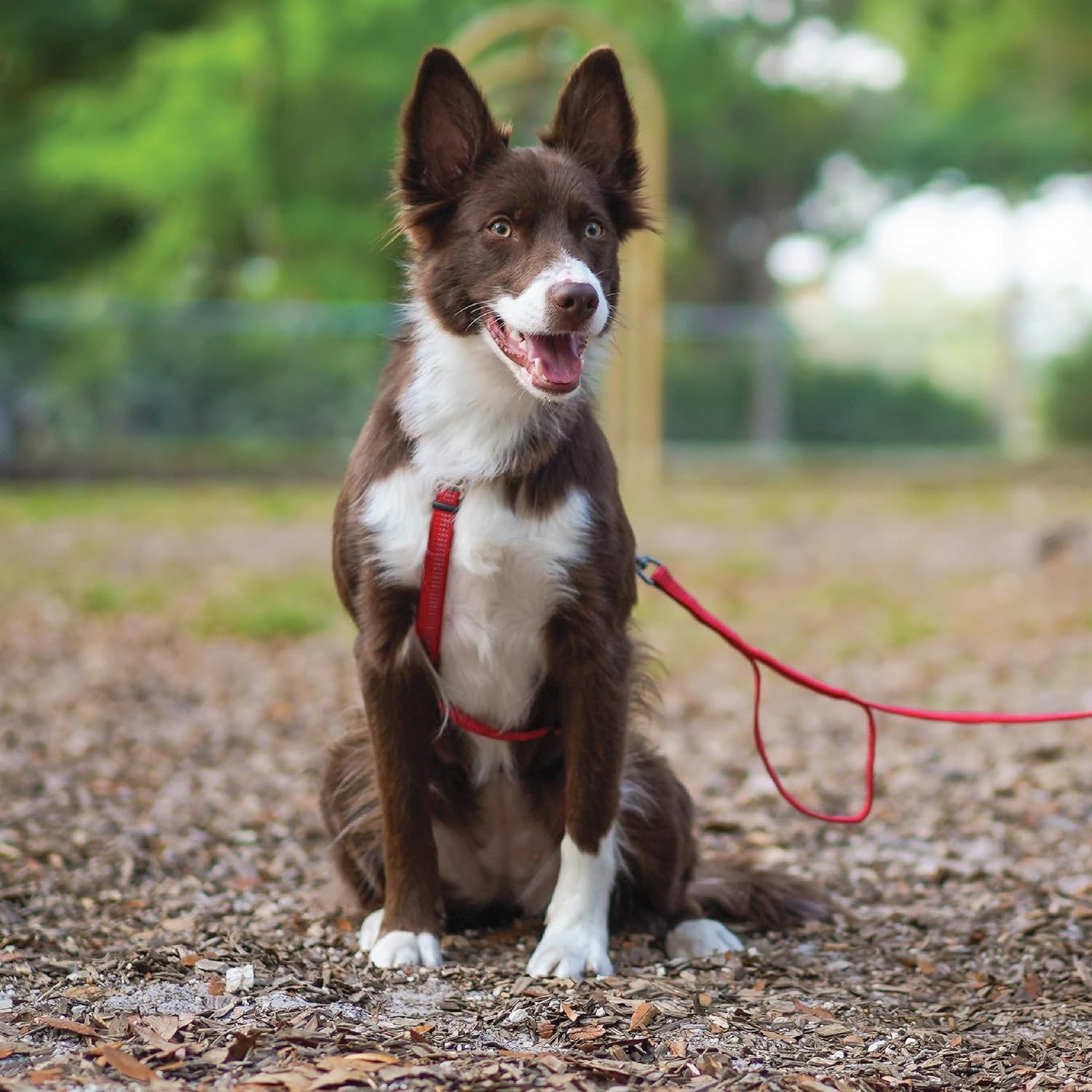 Blue-9 Reflective Buckle-Neck Balance Harness, Fully Customizable Fit No-Pull Harness With 3M Reflective Stitching, Ideal For Dog Training And Obedience, Made In The Usa, Red, Medium/Large