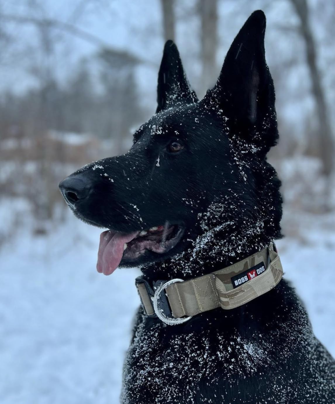 Boss Dog Tactical Collar, Tan Camo, Large