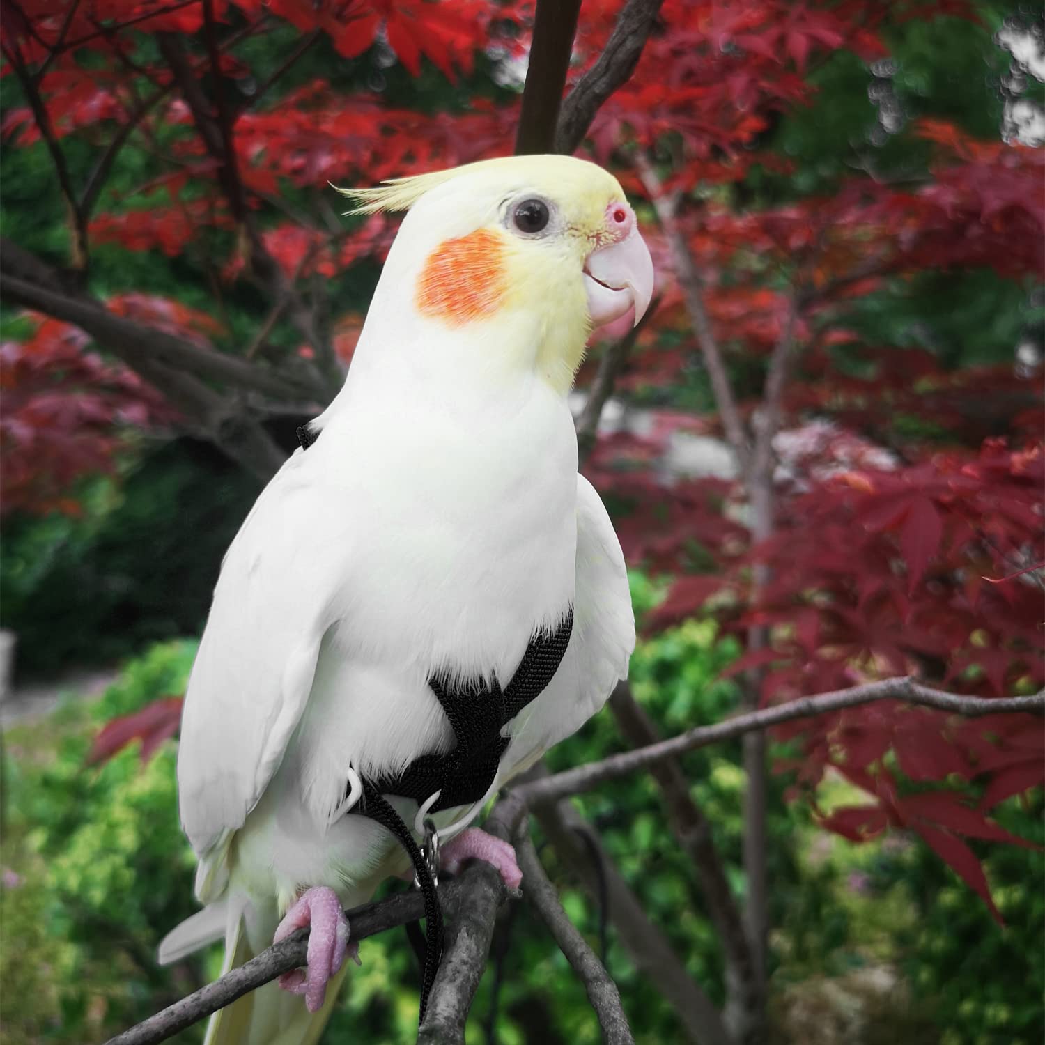 Vanfavori Adjustable Bird Harness With 80 Inch Leash, Outdoor Flying Kit Training Rope For Bird Parrots Cockatiel S Size Weight