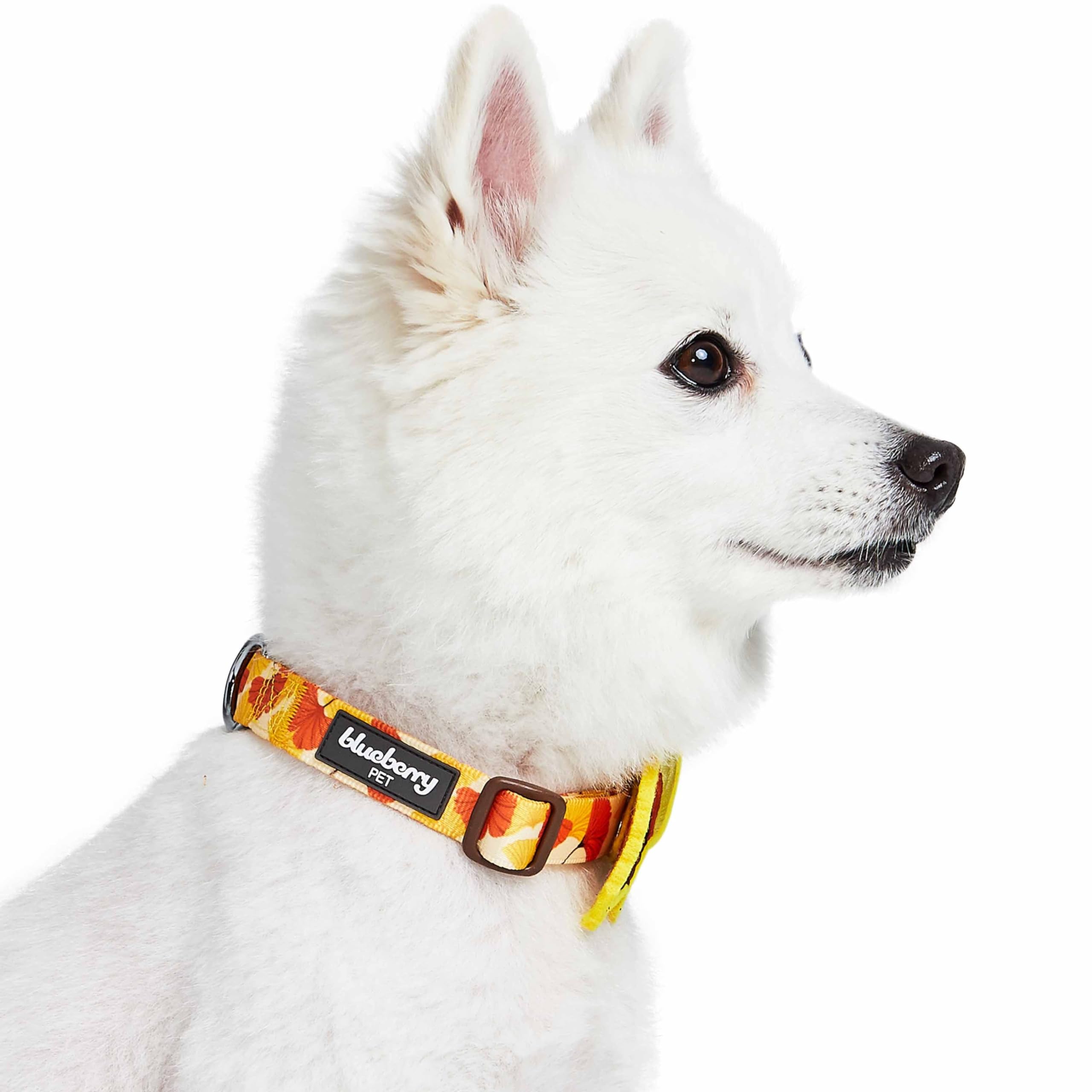 Blueberry Pet Thanksgiving Fall Ginkgo Biloba Leaf Adjustable Dog Collar with Detachable Accessory, Small, Neck 12''-16''