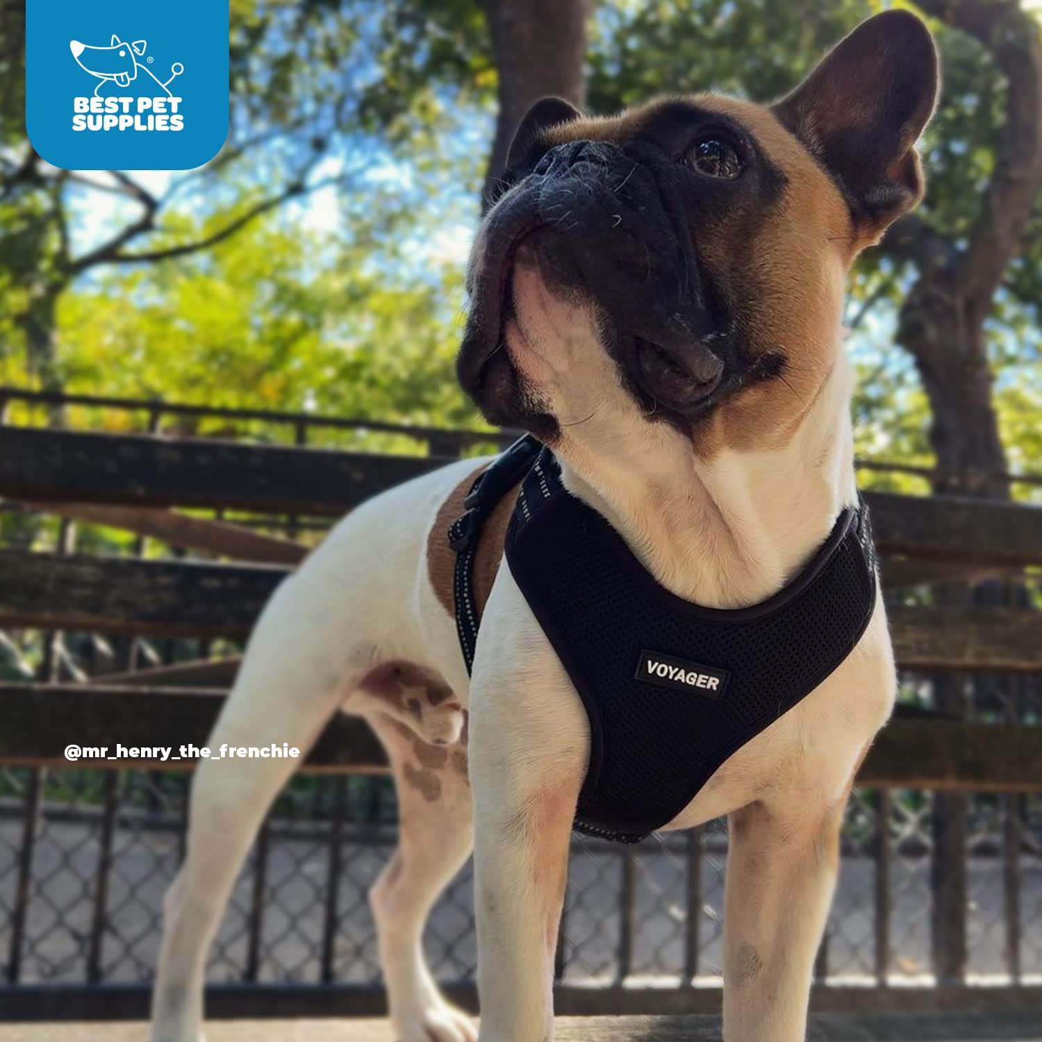 Air Frontier Mesh Dog Harness With Steel Leash D-Ring, Reflective Stitching, And Lightweight Breathable No-Pull Design, Adjustable Neck And Chest Straps For Small To Large Breeds - Bk, S