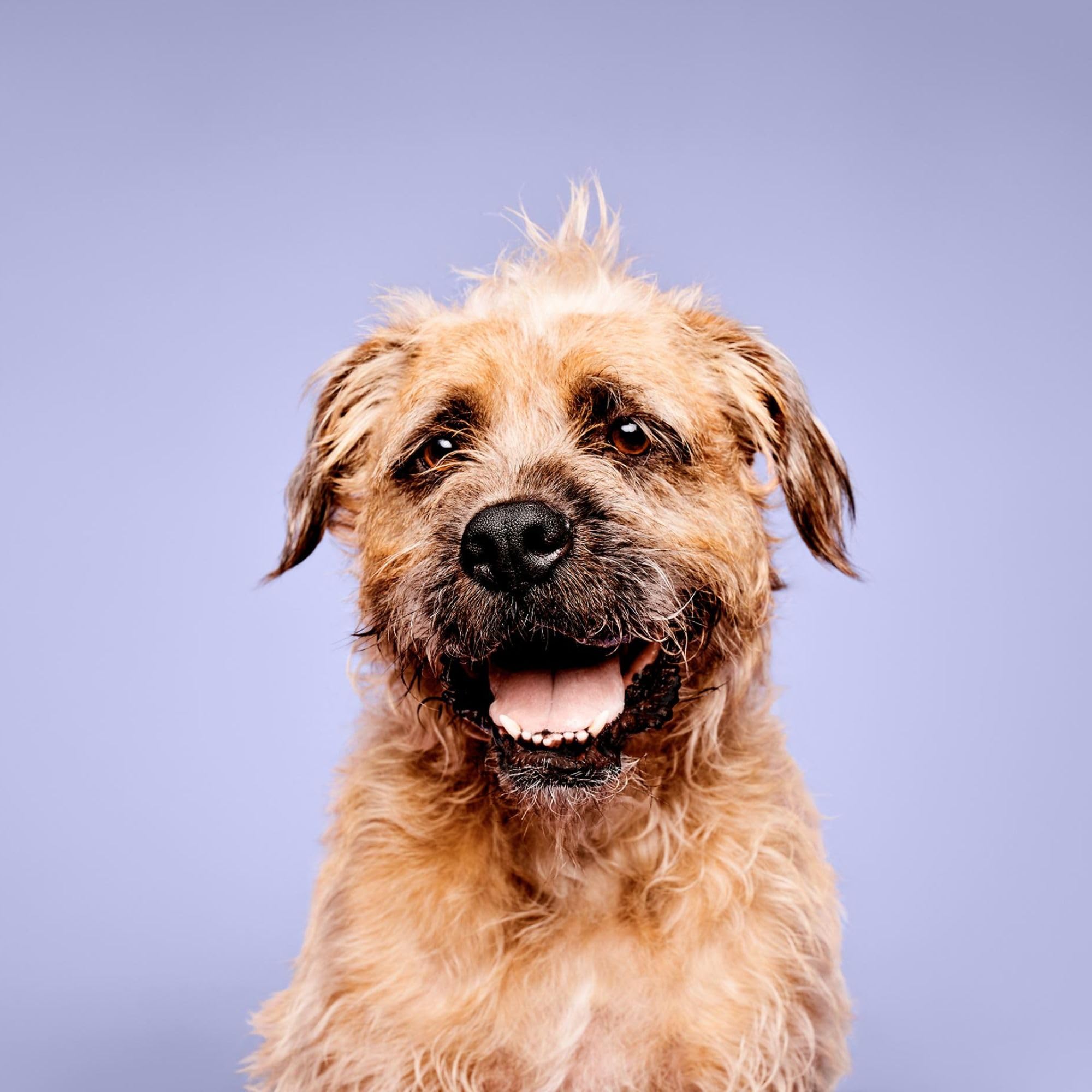 Paul Mitchell Pet Calming Lavender Mint Shampoo, Botanical-Infused Dog Shampoo, 16.9 Fl. Oz