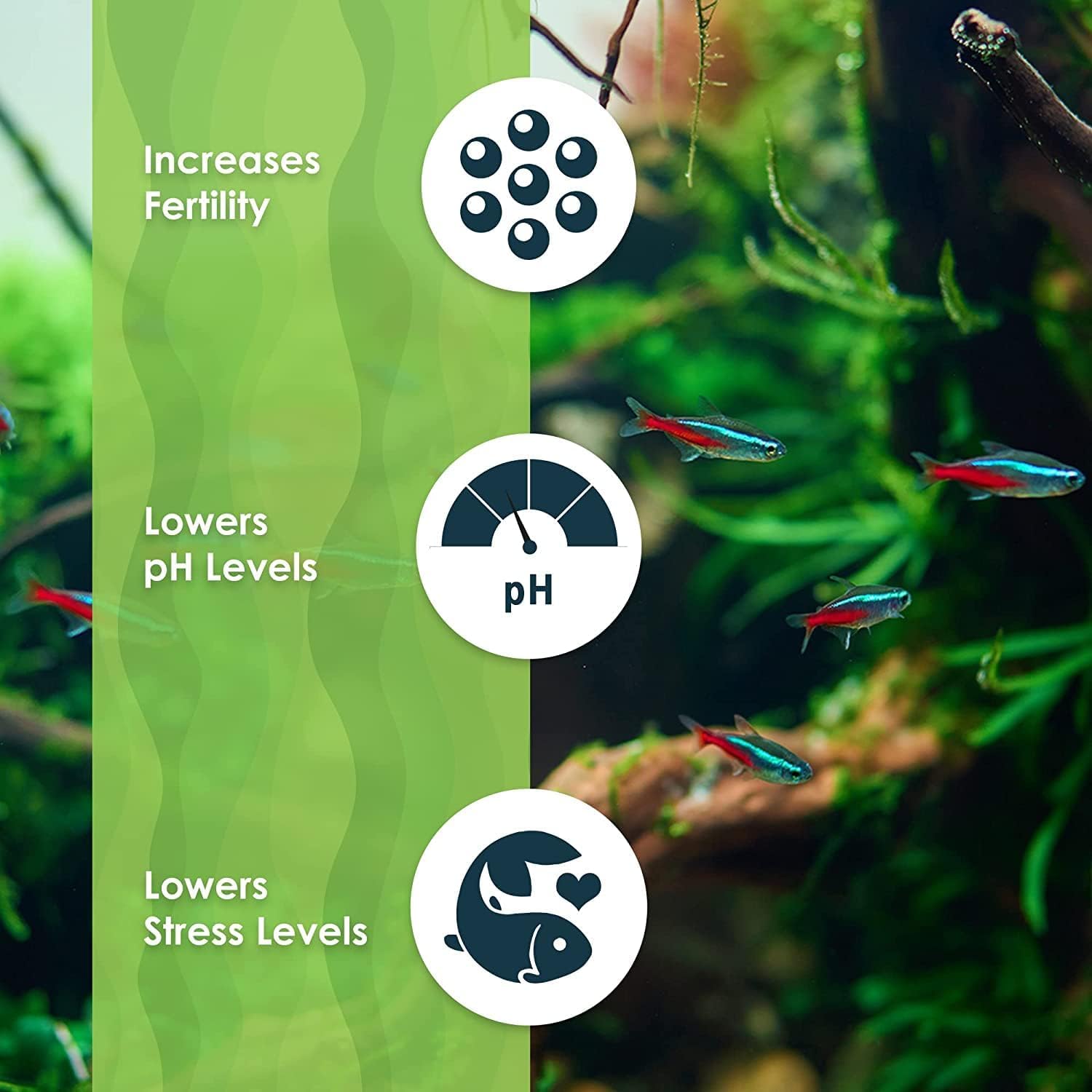 SunGrow 100 pcs Catappa Indian Almond Leaves for Betta Fish Tank Aquarium, 2    Water Conditioner Leaves, Leaf Also Suitable for