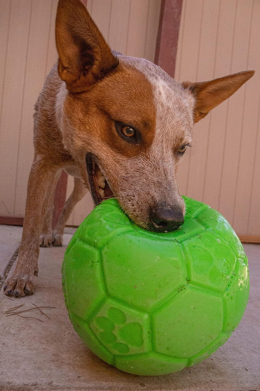 Jolly Pets Medium Soccer Ball Floating-Bouncing Dog Toy, 6 Inch Diameter, Apple Green (Sb06 Gr)