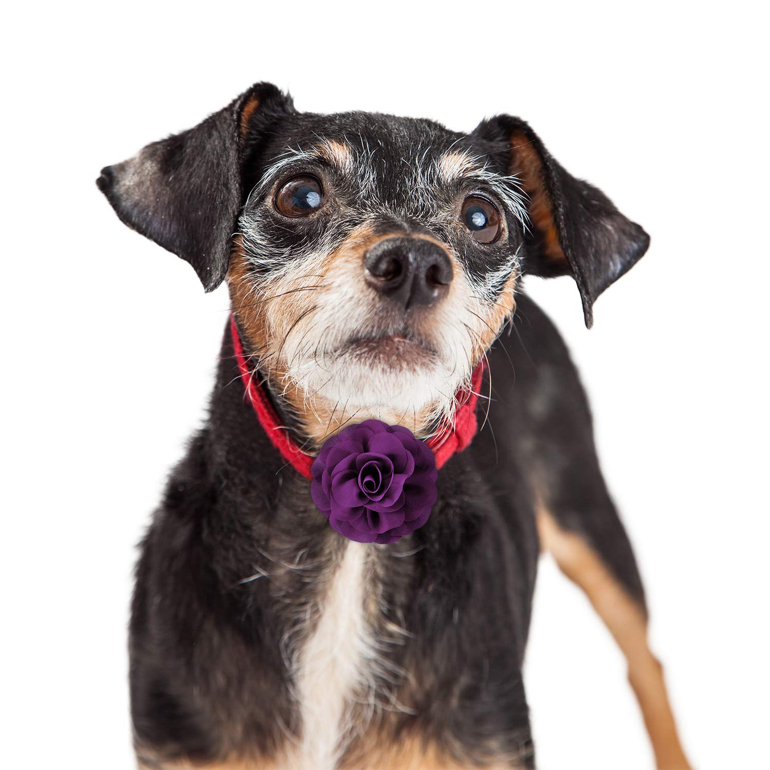 4 Pieces Dog Flower Bow Collar Multicolored Pet Bow Collar Dog Charms Flower Set For Puppy Dog Collar Cat Pet Grooming Accessories (Black, Blue Black, Dark Purple, Black Purple)