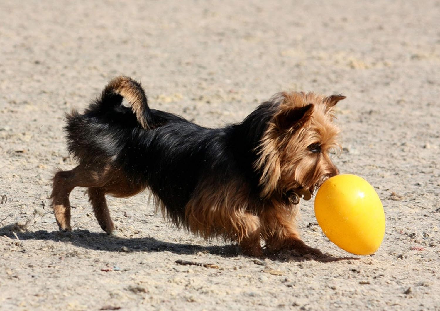 Jolly Pets Jolly Egg Dog Toy, 8 Inches/Medium, Yellow