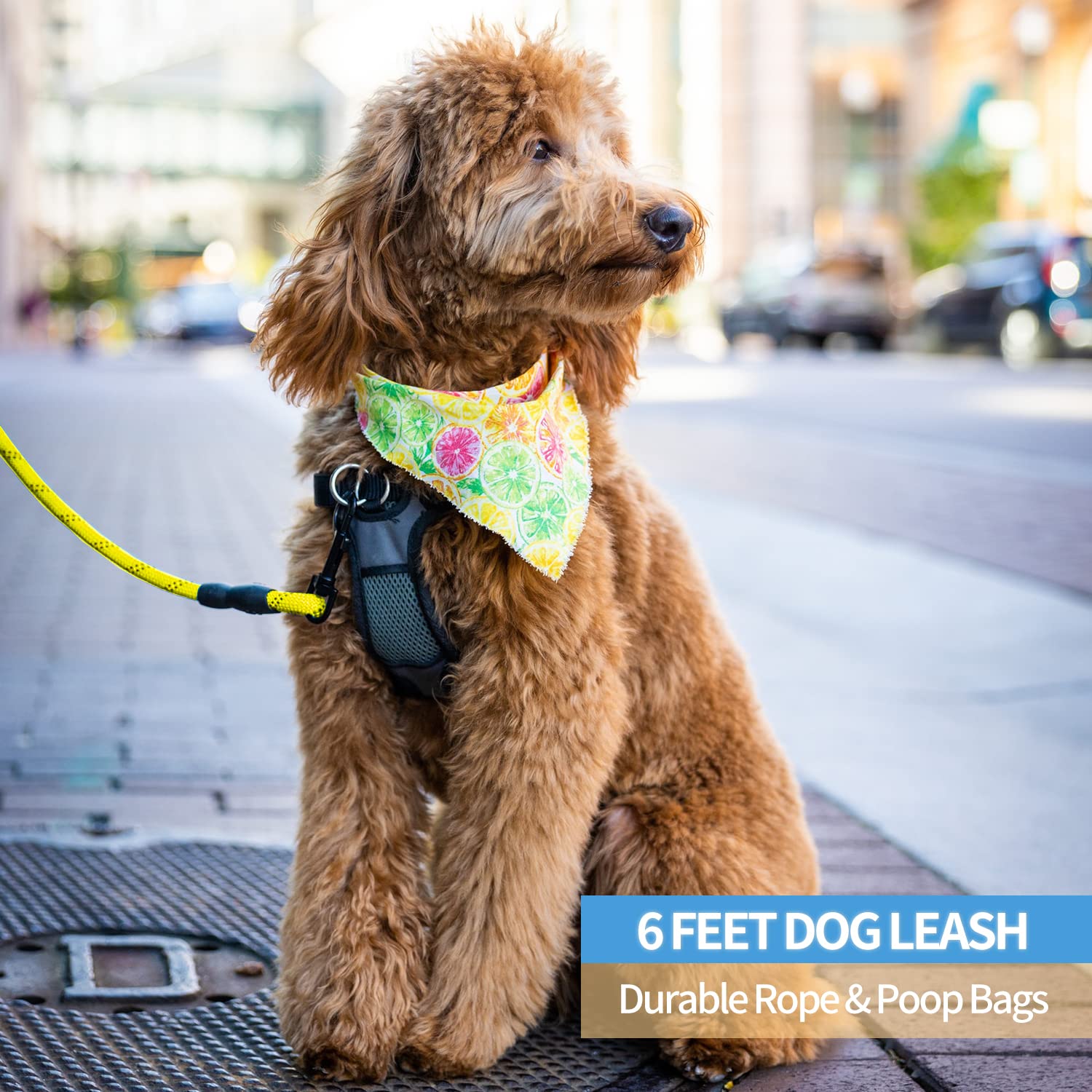 Baapet 2/4/5/6 Ft Dog Leash With Comfortable Padded Handle And Highly Reflective Threads For Small Medium And Large Dogs (6Ft-1/2'', Yellow)