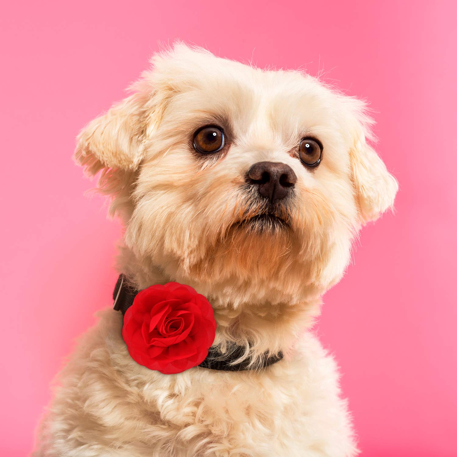 Willbond 8 Pieces Dog Flowers Collar Pet Charms Flower 8 Cm Cat Pet Bow Tie For Puppy Dog Collar Grooming Accessories(Multi-Color)
