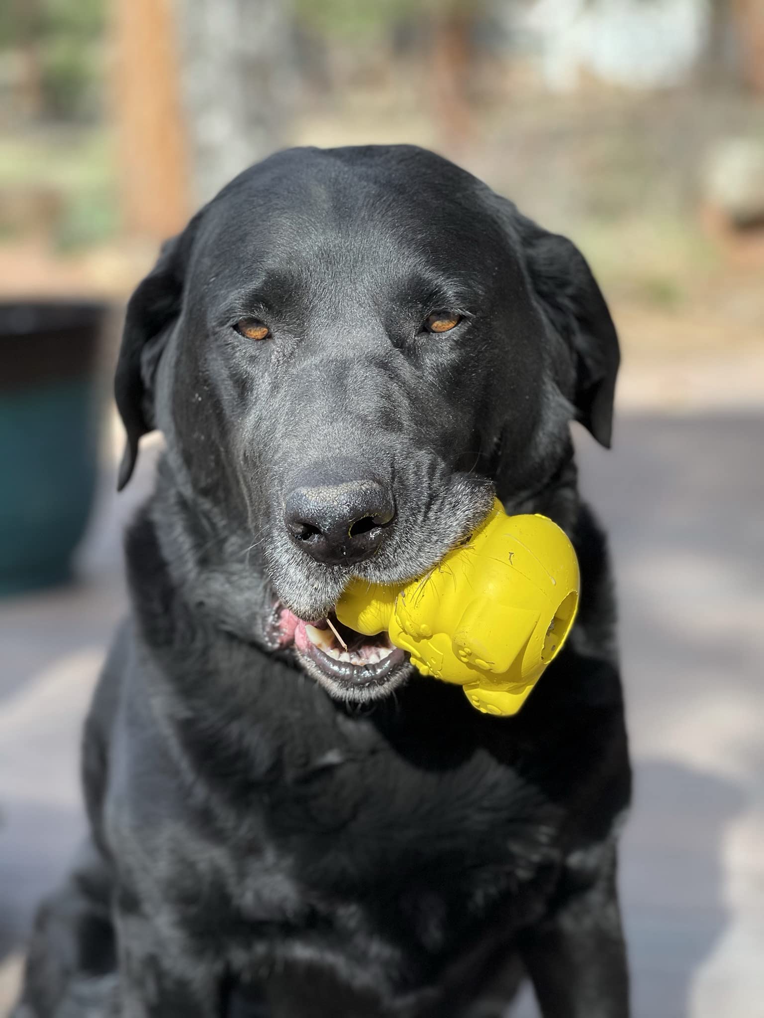 Honey Bear Treat Dispenser