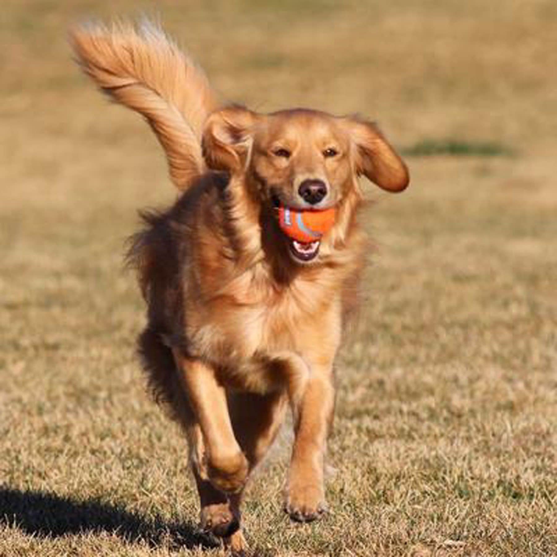 Chuckit! 6 Pack Of Tennis Balls, Small, Launcher Compatible Dog Toys